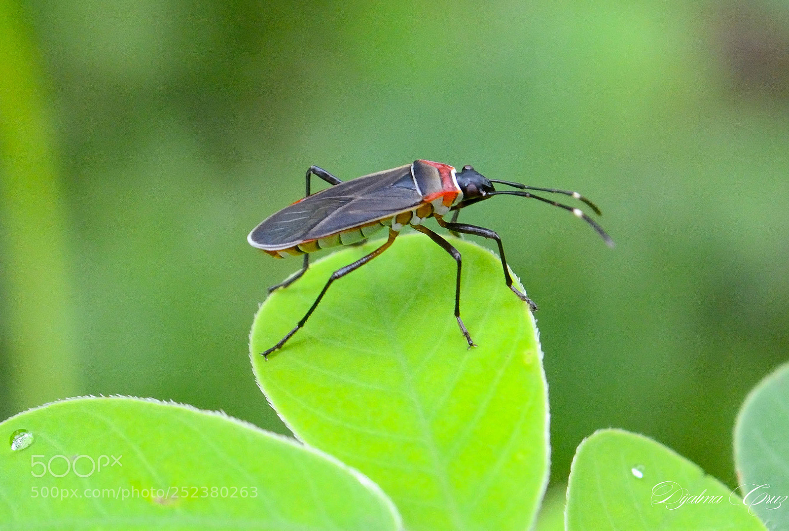 Nikon D7100 sample photo. Dja photography