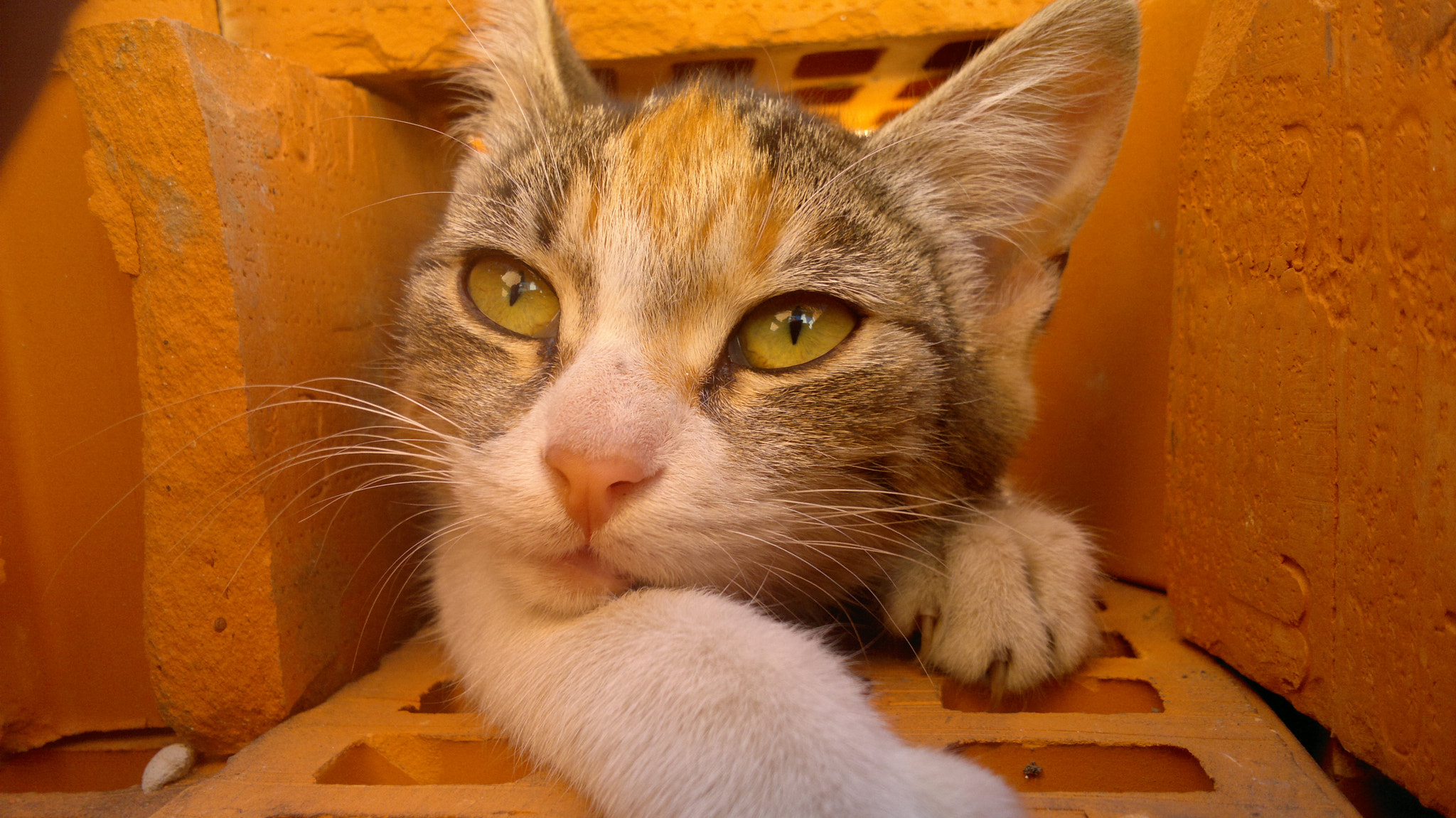 Nokia N8-00 sample photo. Cat's soul photography