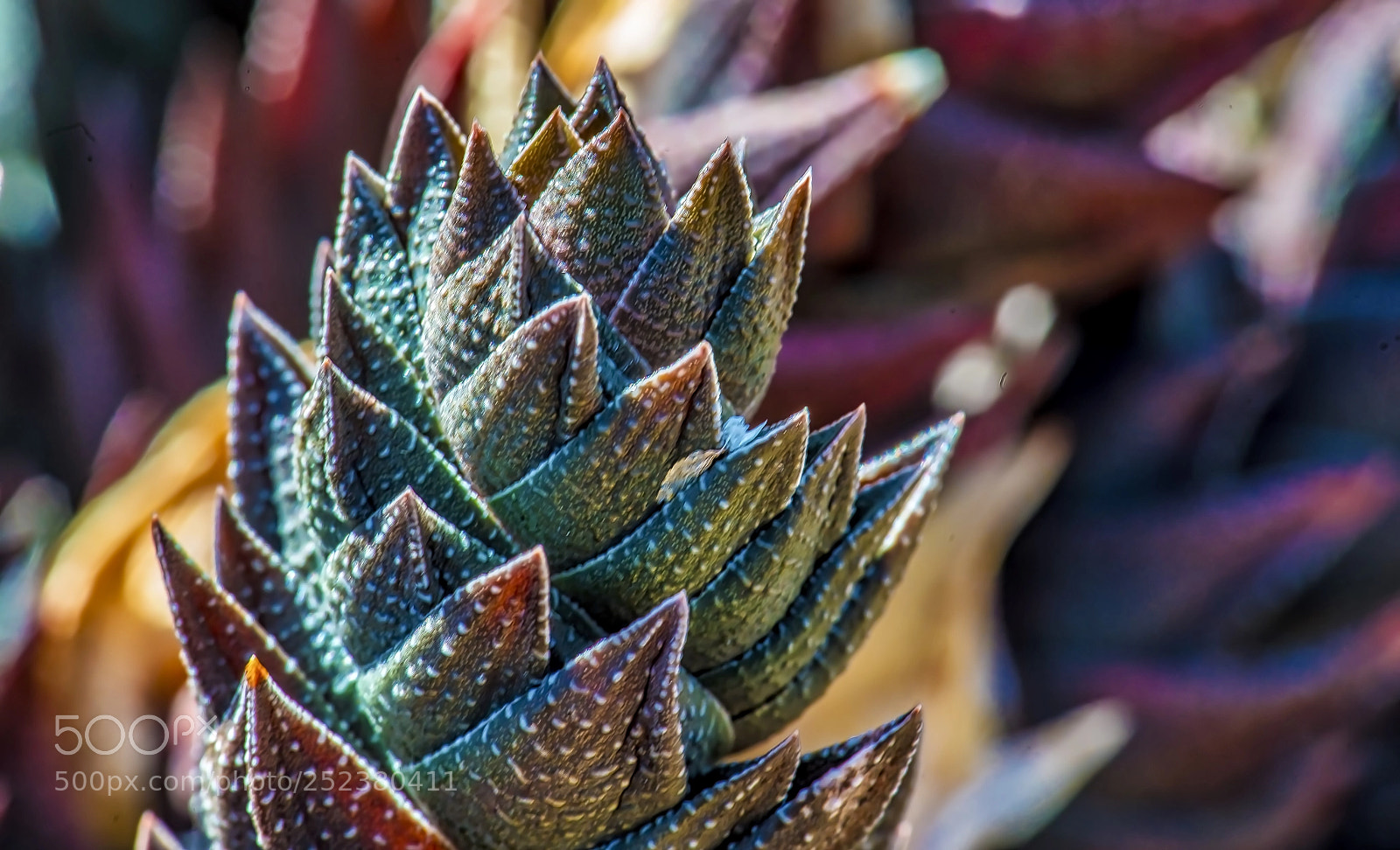 Sony a7R II sample photo. Colors of the cactus photography