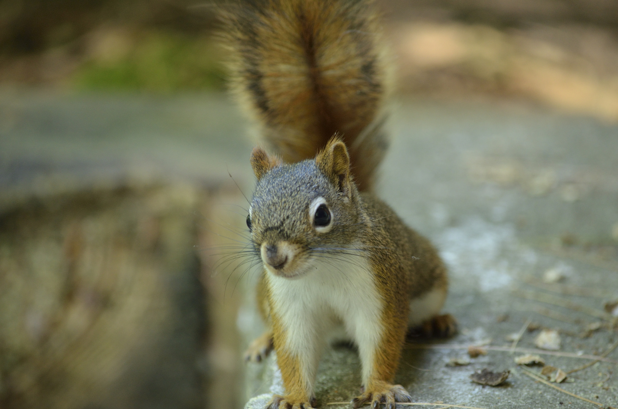 Nikon D5100 sample photo. Red squirrel photography