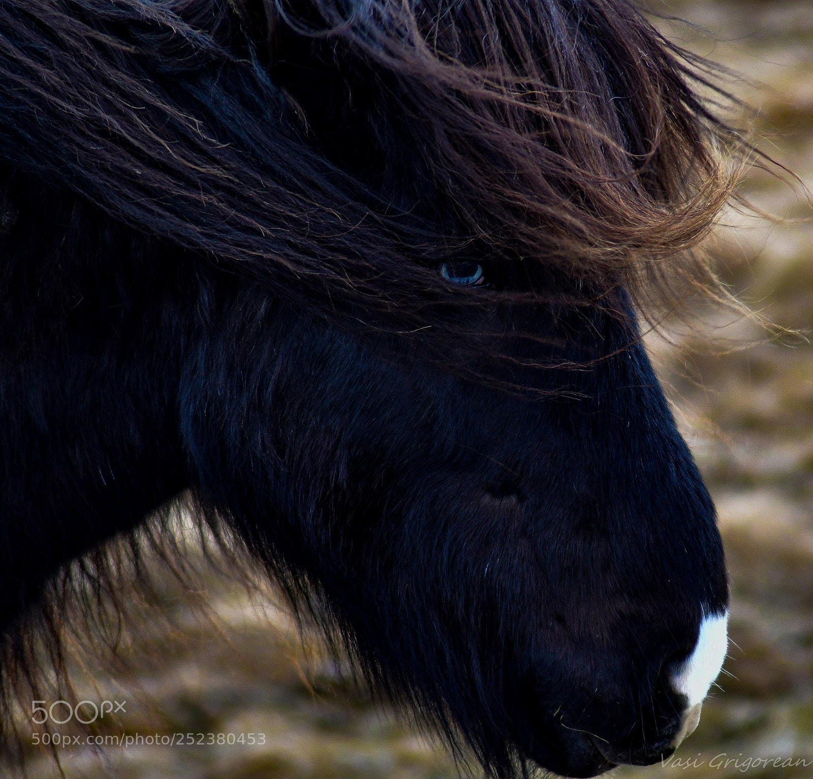 Nikon D7500 sample photo. Icelandic horse photography