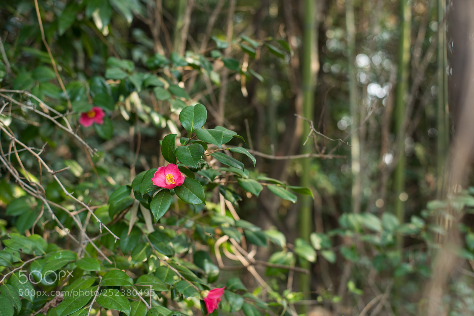 Nikon D810 sample photo. Camellia in the bush photography