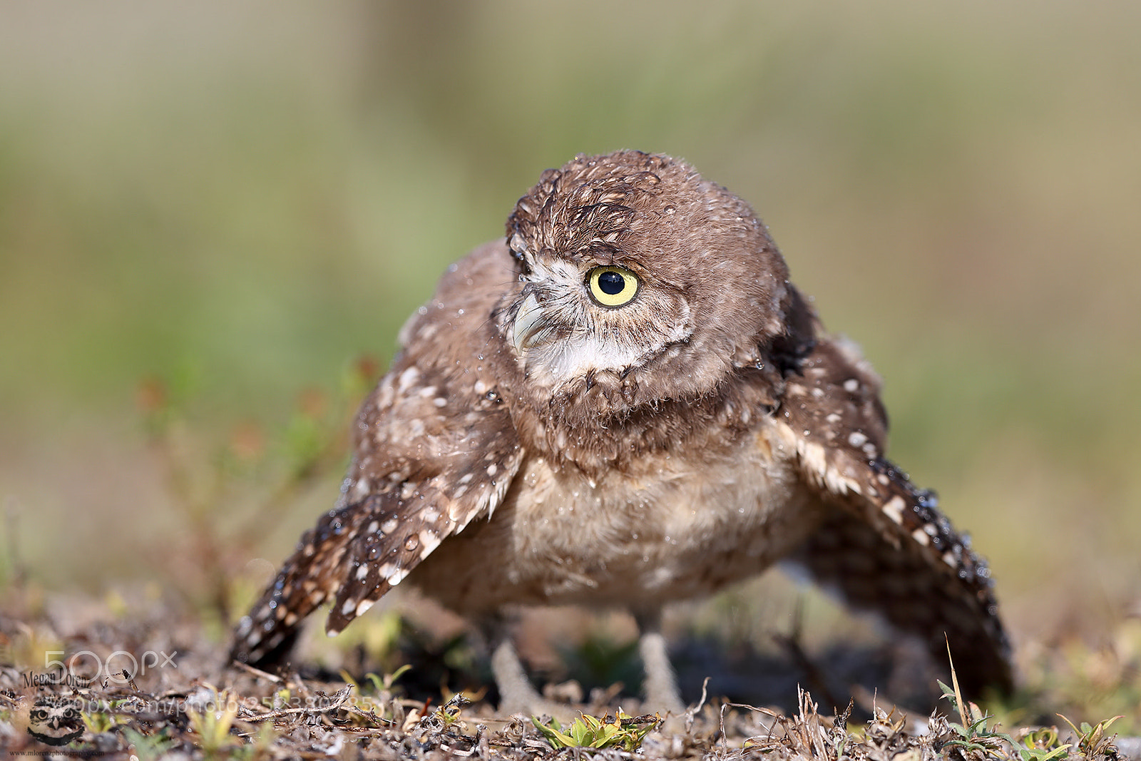 Canon EOS-1D X Mark II sample photo. Owlet photography