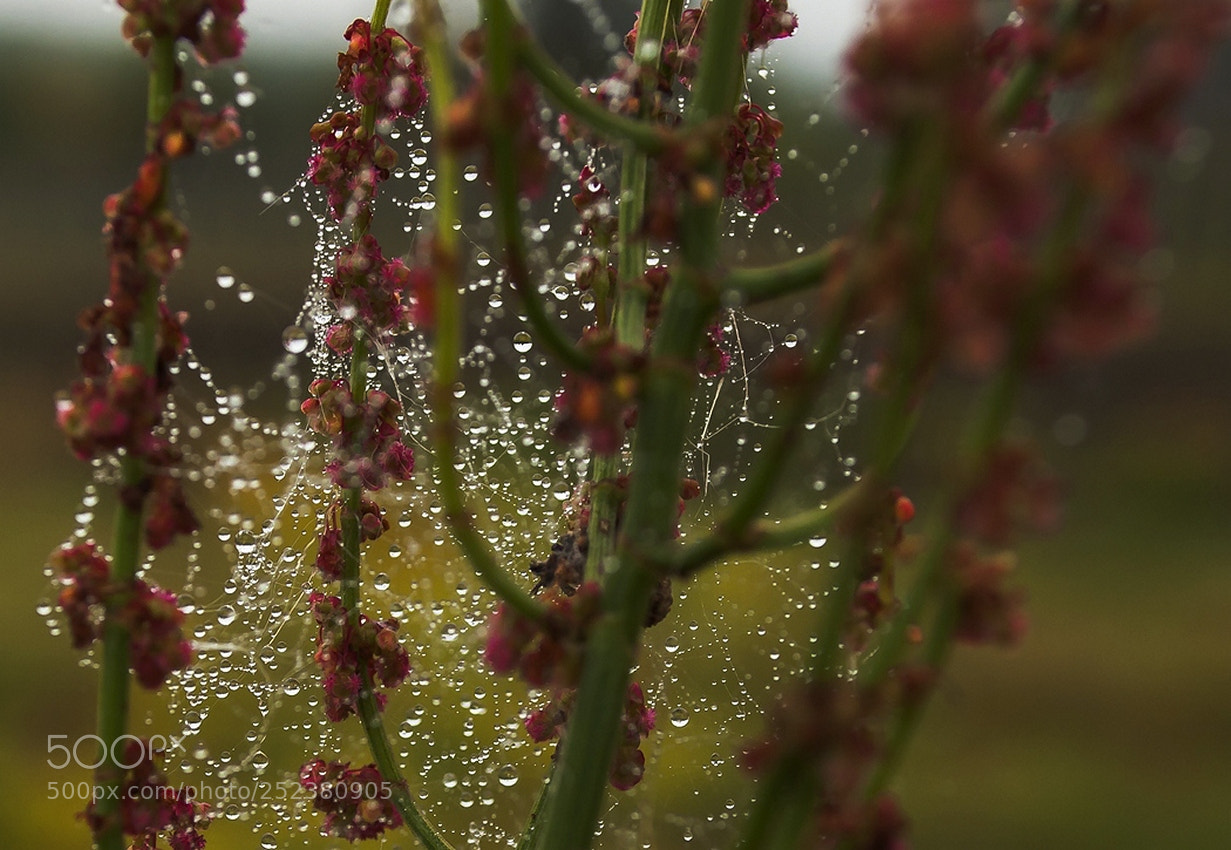 Nikon D60 sample photo. Хрустальные росинки photography