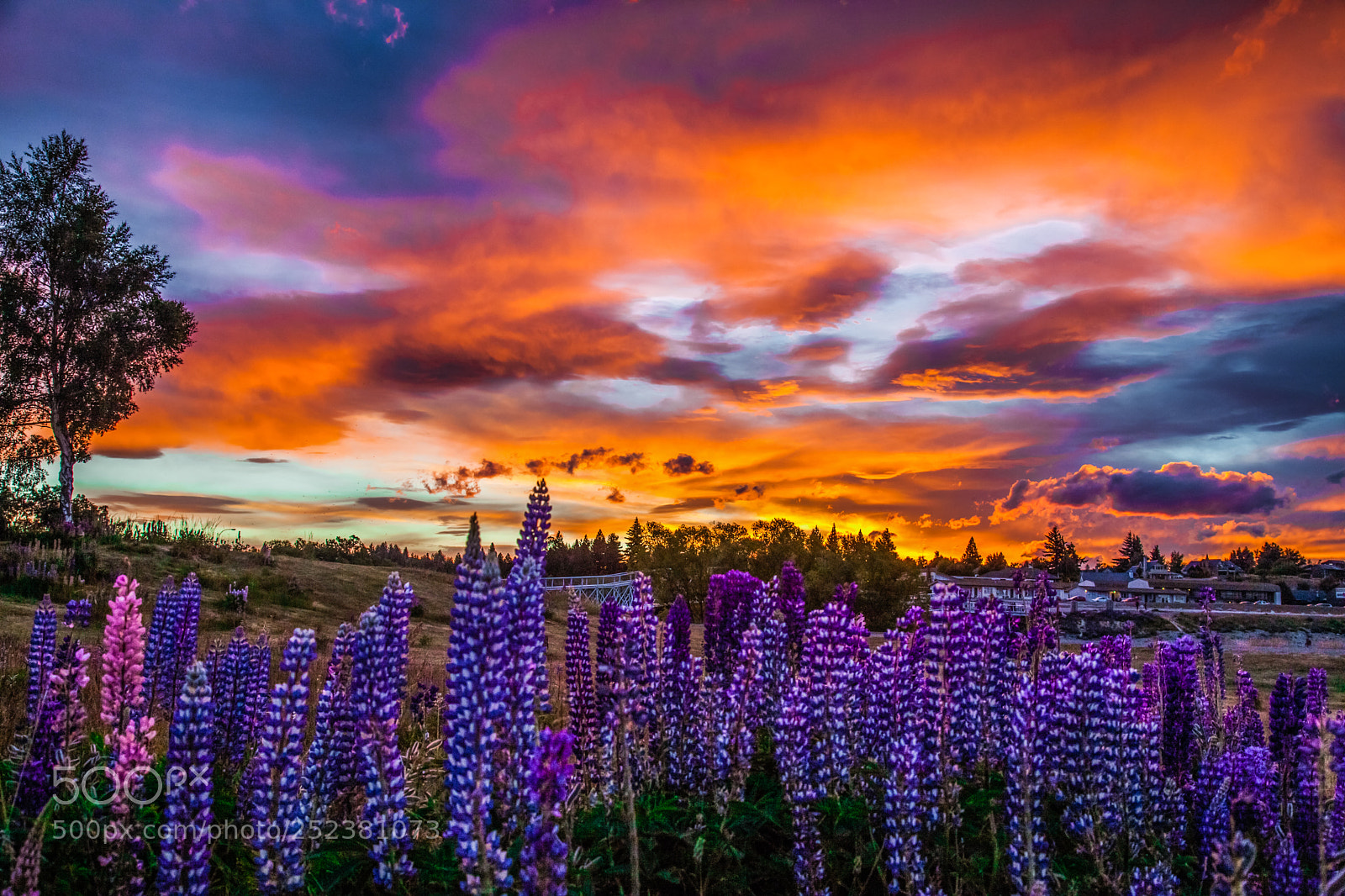 Canon EOS 5D Mark II sample photo. Lupine photography