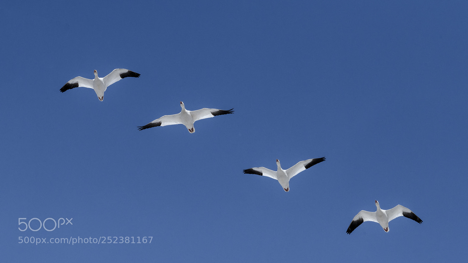 Nikon D850 sample photo. Snow geese photography