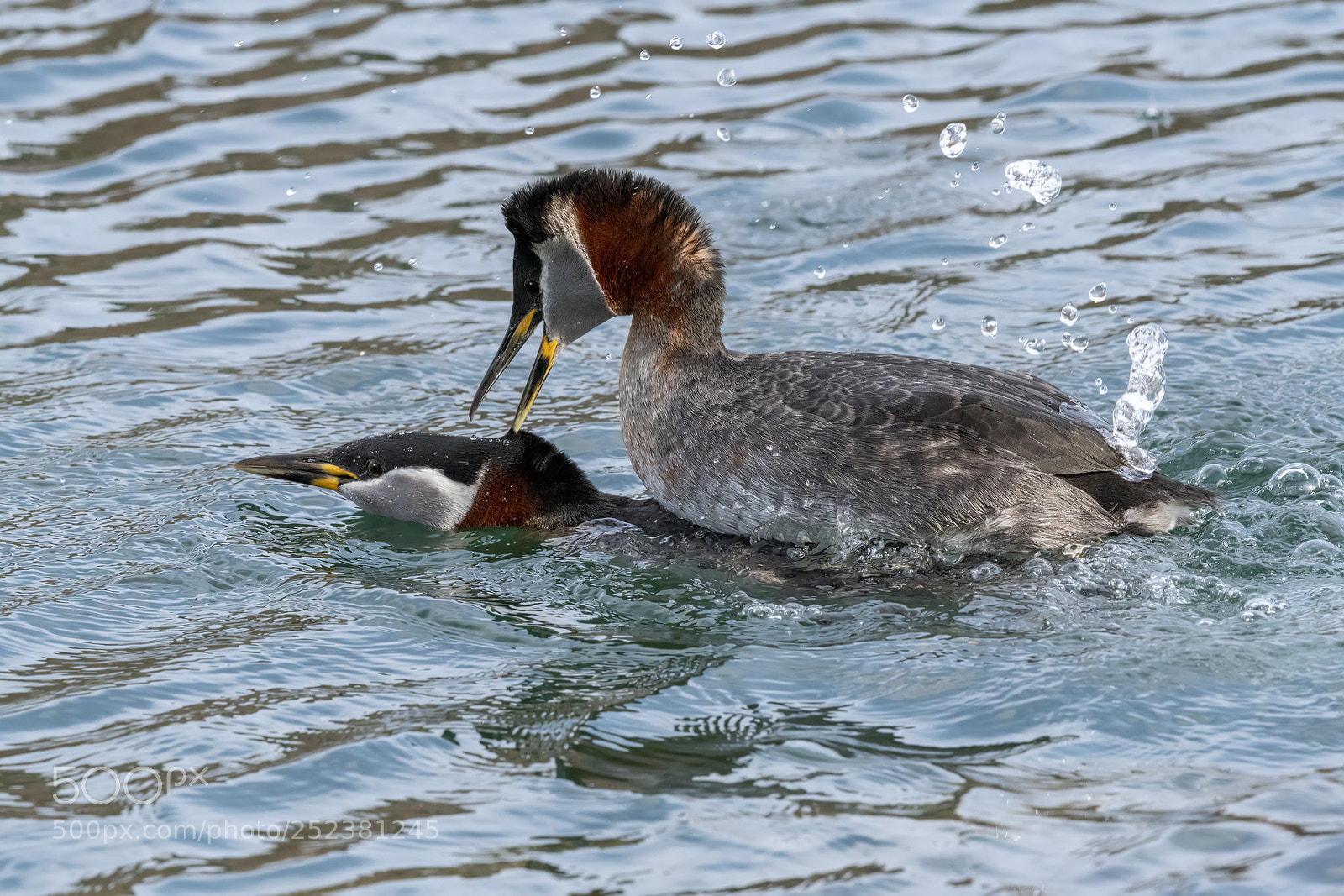 Nikon D850 sample photo. Red necked grebes hug photography
