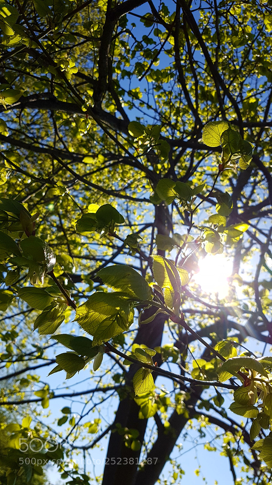 Samsung Galaxy S7 sample photo. Whispers in the wind photography