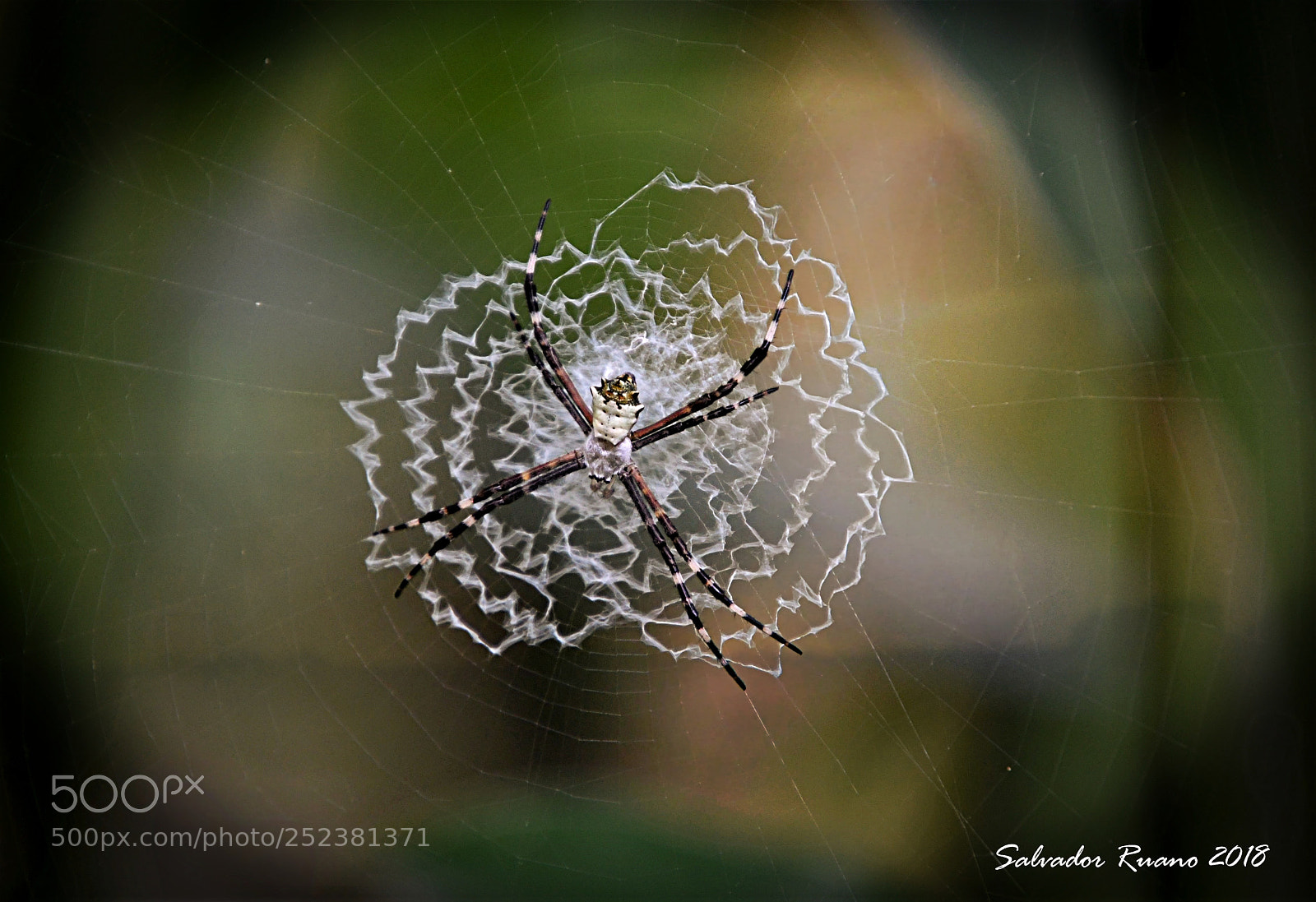 Nikon D7500 sample photo. Spiderweb photography