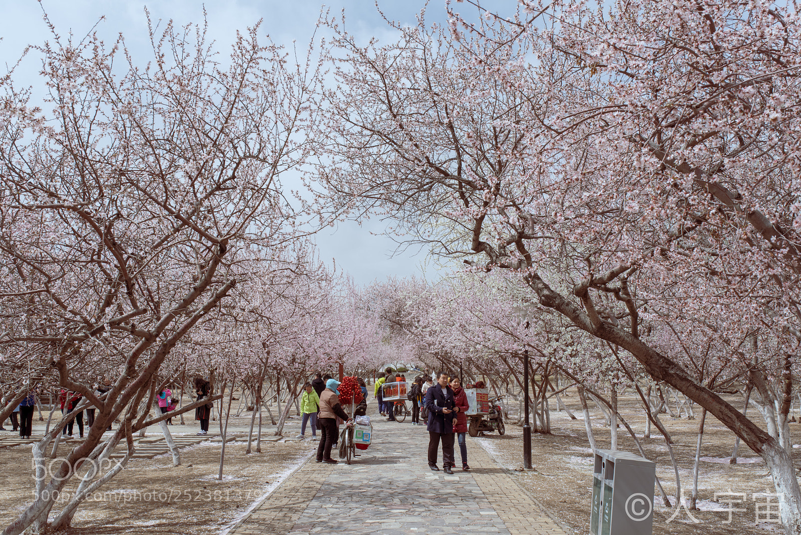 Pentax K-1 sample photo. 桃花树2 photography