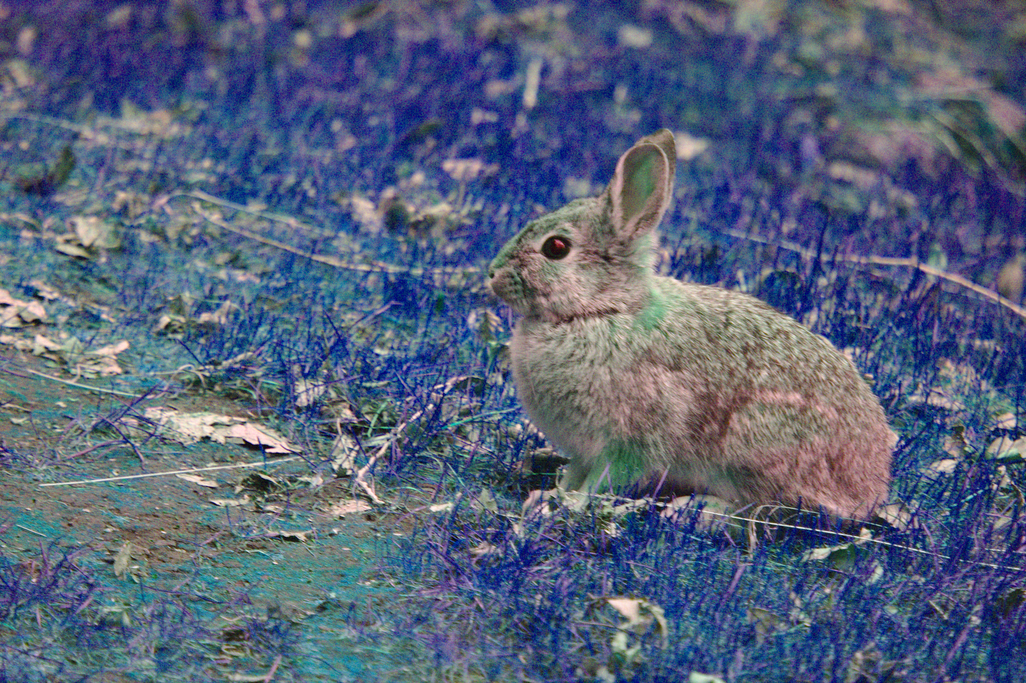 Canon EOS 1000D (EOS Digital Rebel XS / EOS Kiss F) sample photo. Little bunny photography