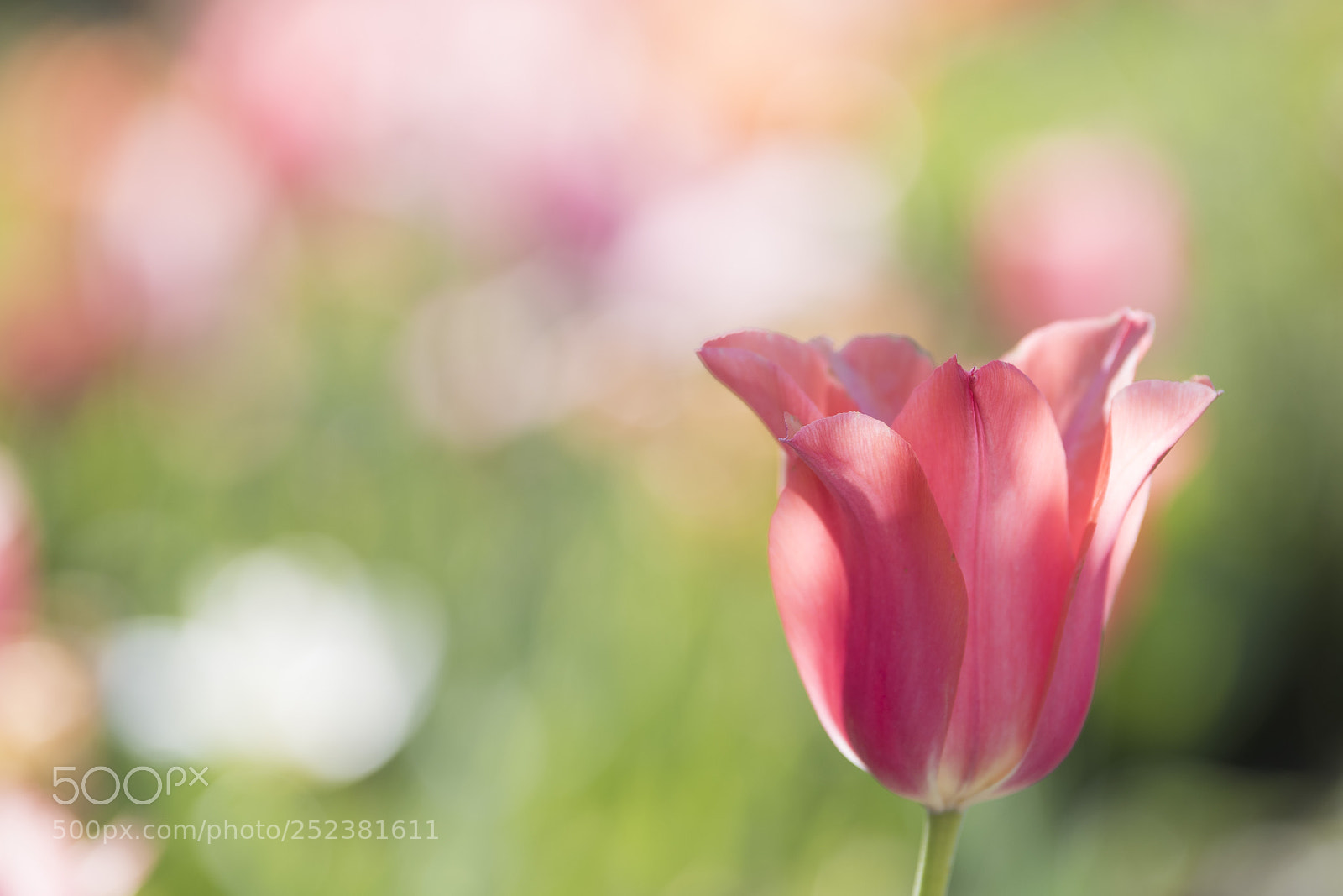 Nikon D810 sample photo. Untitled photography