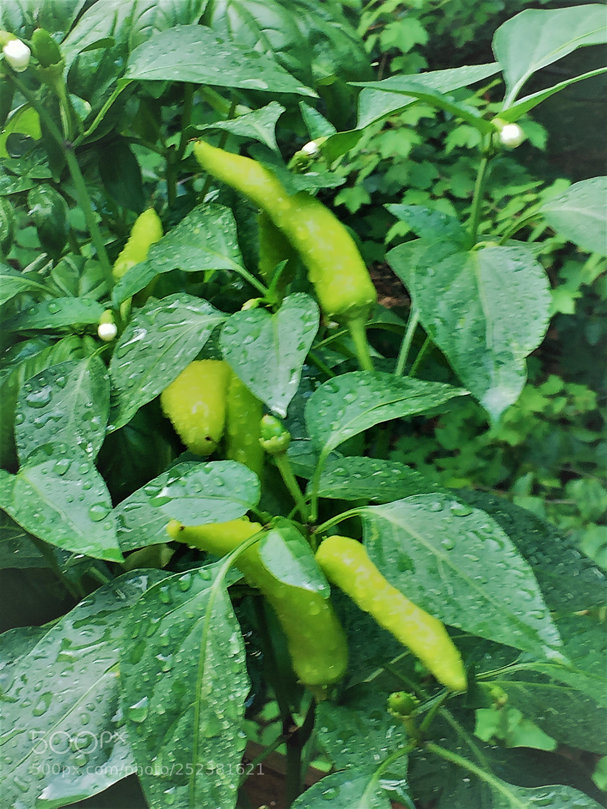 Apple iPhone 6 Plus sample photo. Peppers summer 2017 photography