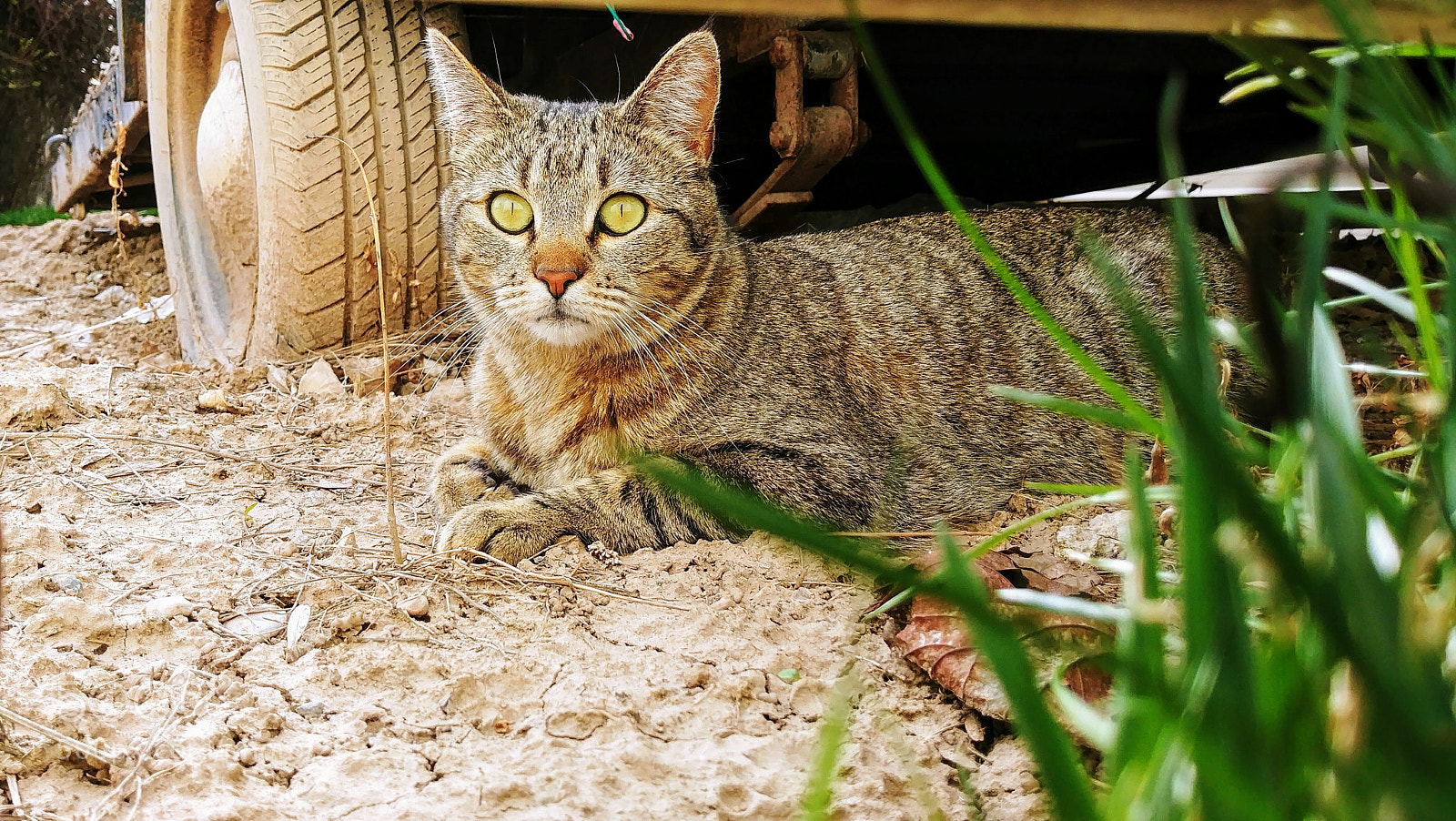 LG G6 sample photo. Barn yard cat photography