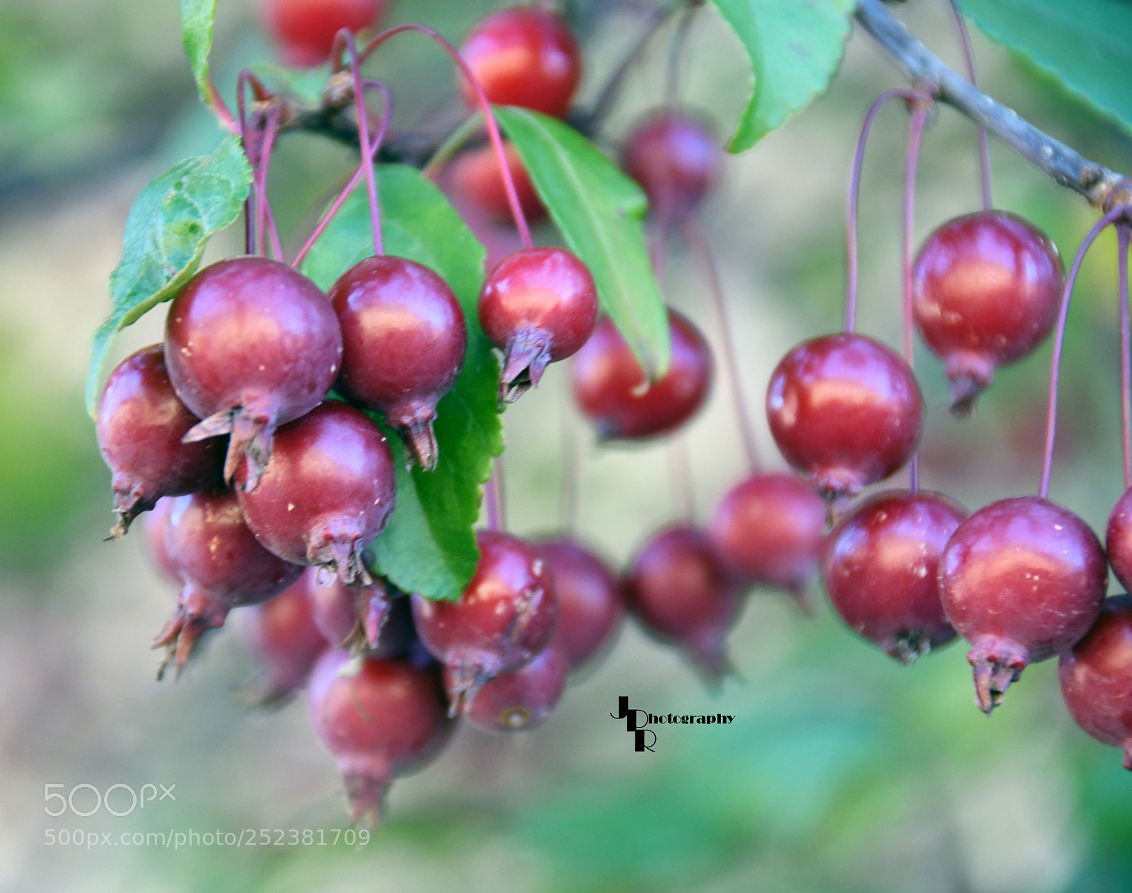 Nikon D500 sample photo. 7.jpg photography