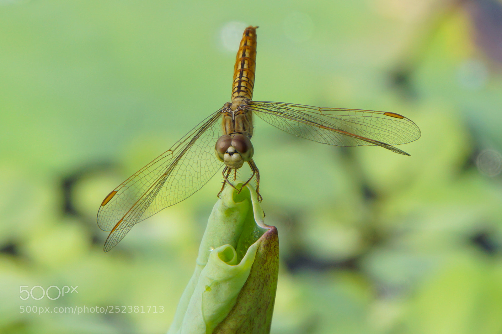 Sony a6000 sample photo. Dragonfly photography