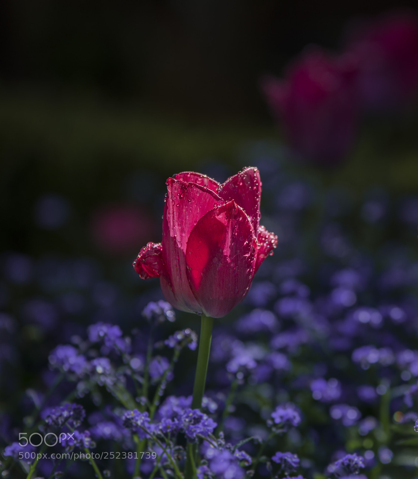 Nikon D810 sample photo. Untitled photography