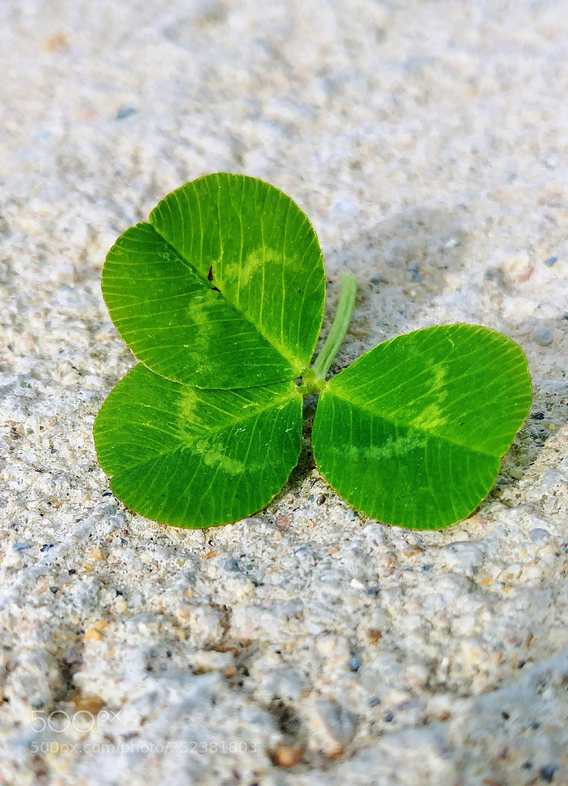 LG G6 sample photo. Clover photography