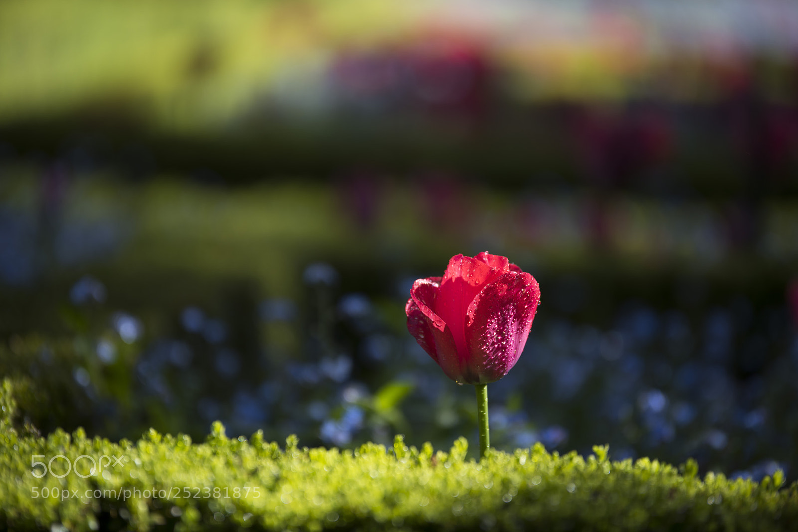 Nikon D810 sample photo. Untitled photography