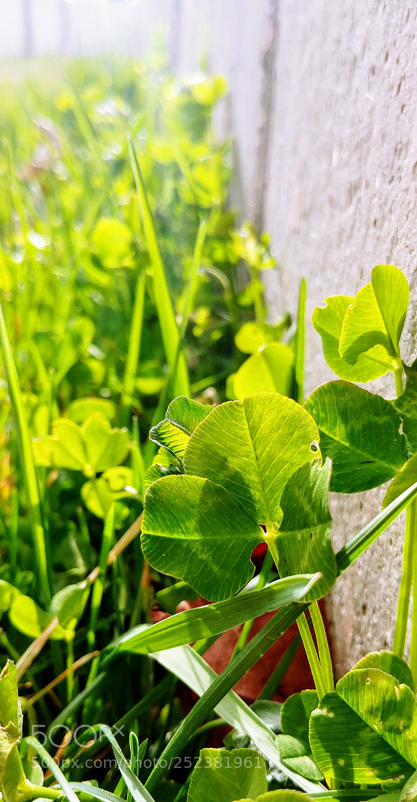 LG G6 sample photo. Clovers photography