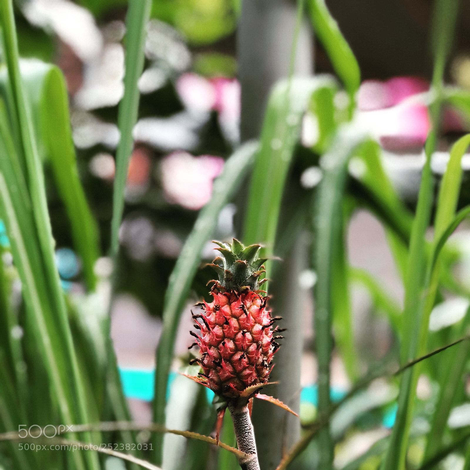 Apple iPhone 8 Plus sample photo. #ipone8plus photography