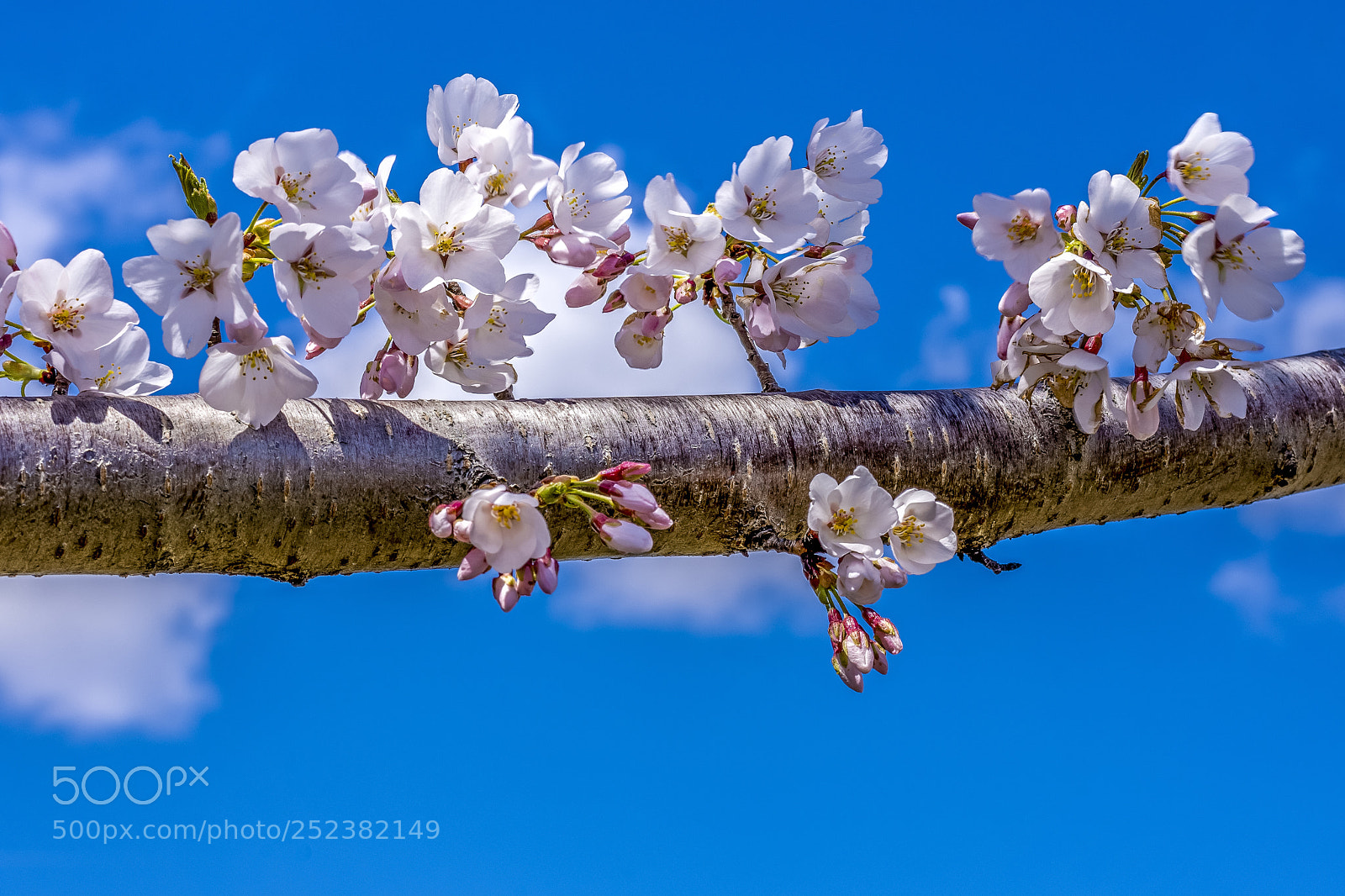 Nikon D7200 sample photo. Cherry blossoms photography