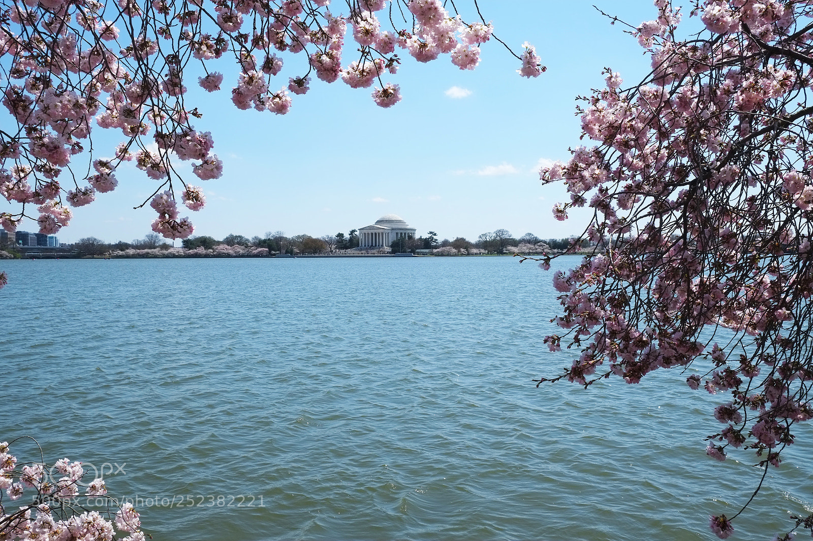 Fujifilm X-E1 sample photo. Cherry blossoms in the photography