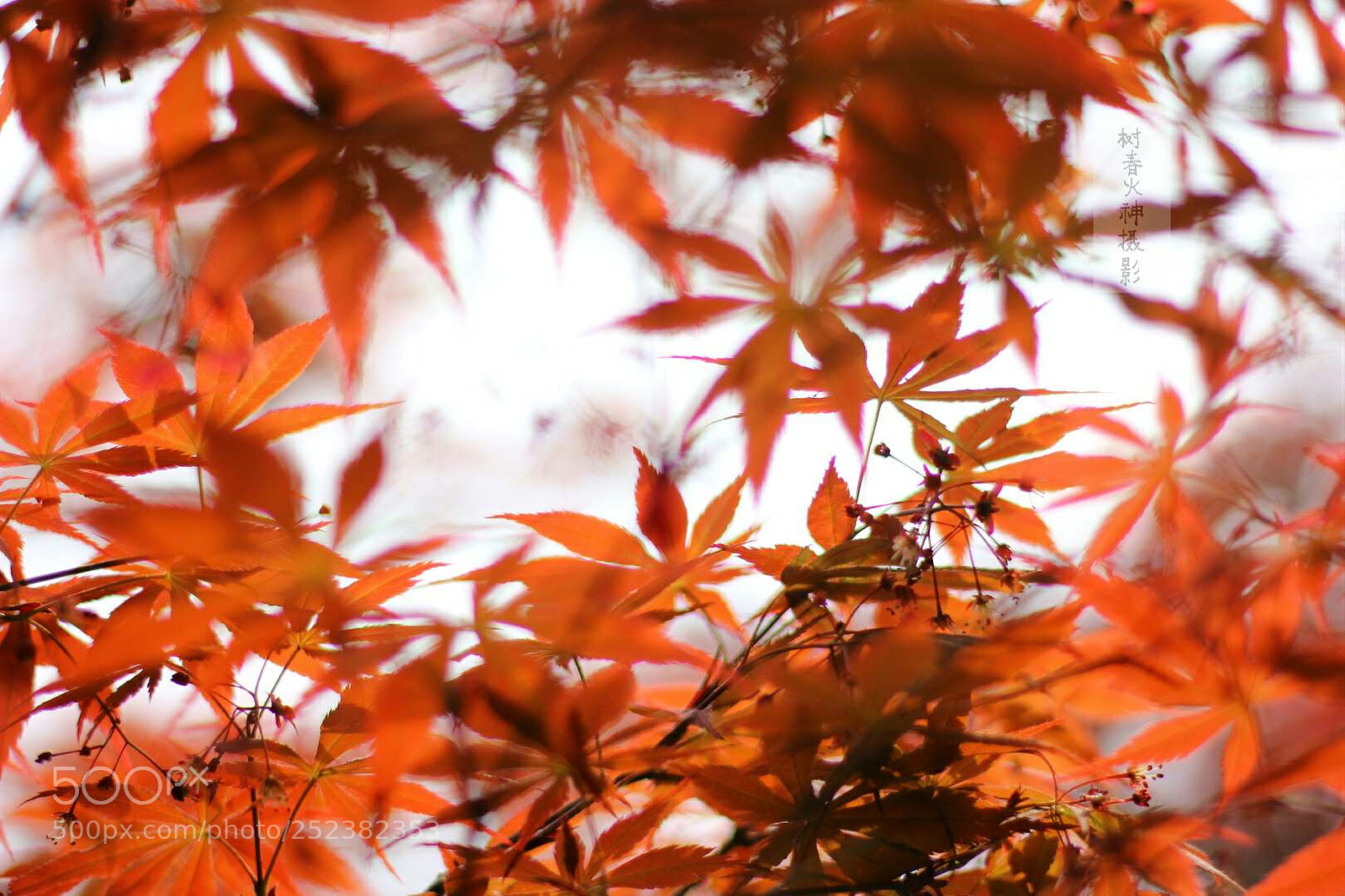 Canon EOS 60D sample photo. 红叶 photography