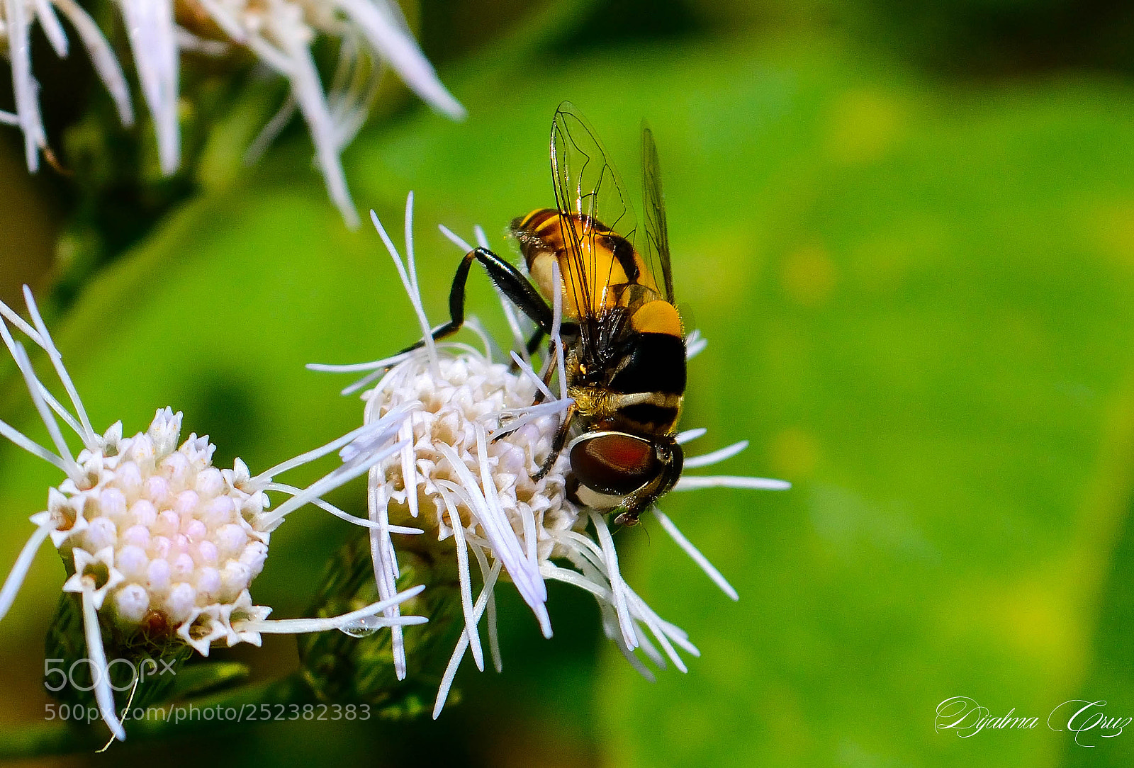 Nikon D7100 sample photo. Dja photography