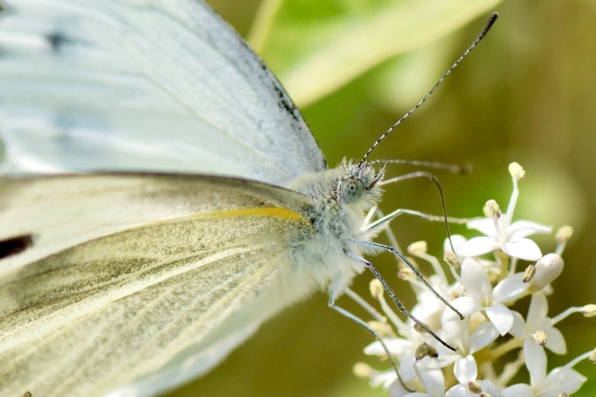 Nikon 1 V3 sample photo. 丁香花與粉蝶 photography