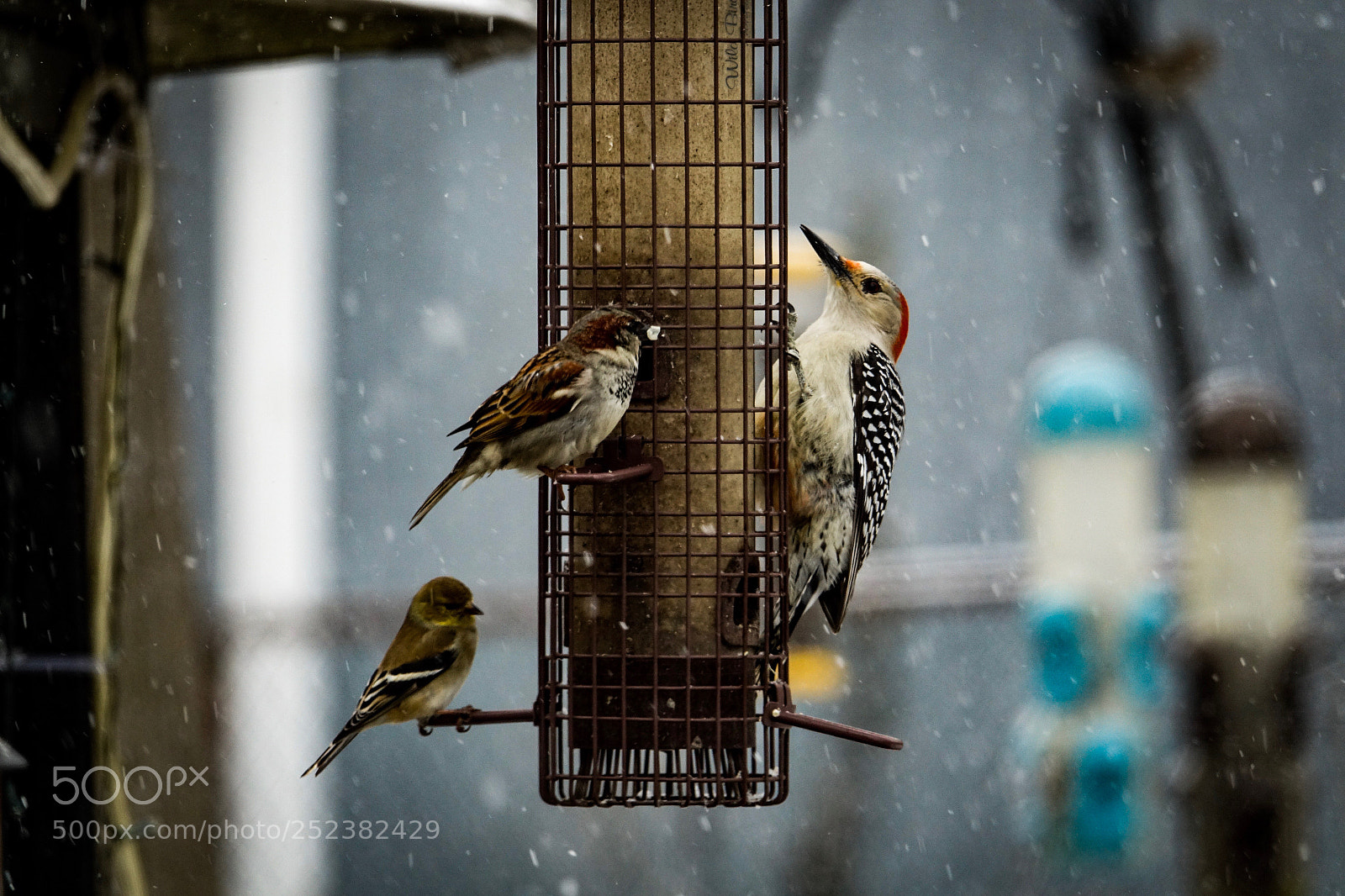 Sony Cyber-shot DSC-RX10 III sample photo. Goldfinch joins the party photography