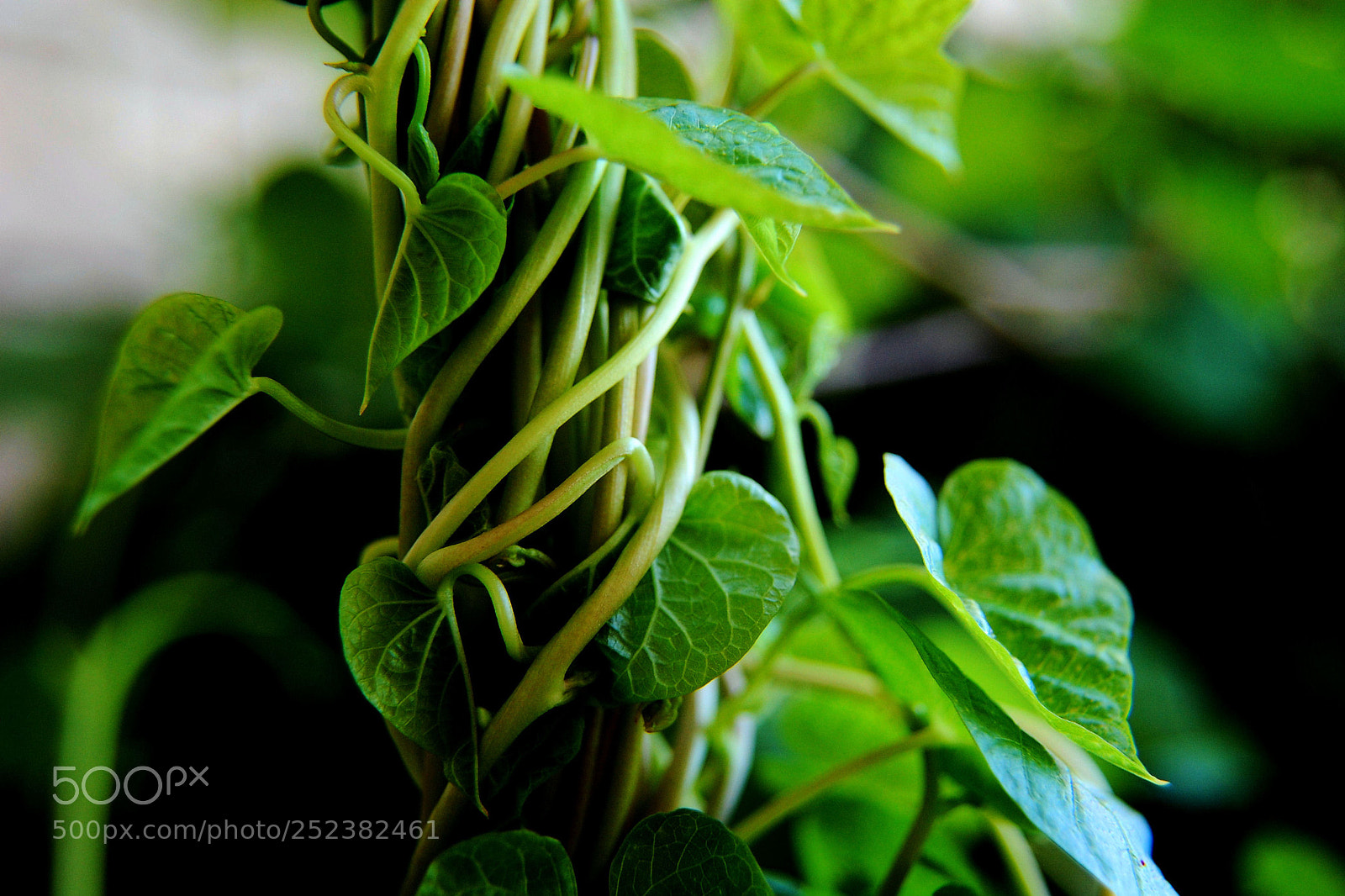 Nikon D40 sample photo. Like twisted vines that photography