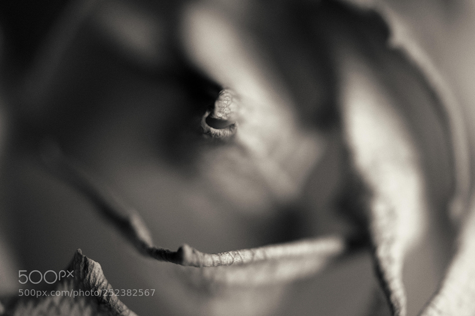 Fujifilm X-T2 sample photo. Faded white rose photography