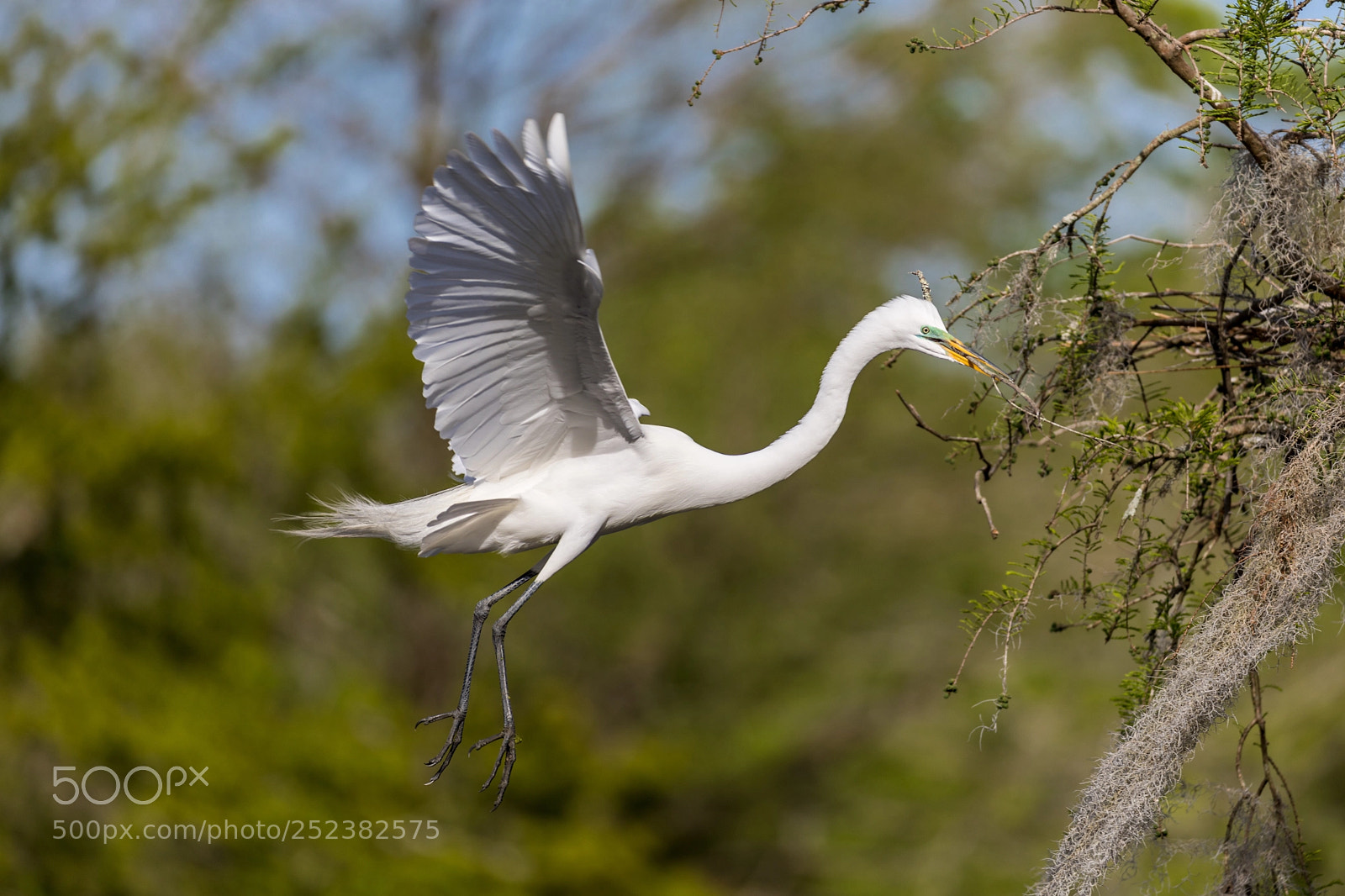 Canon EOS 5D Mark IV sample photo. Nest building great white photography