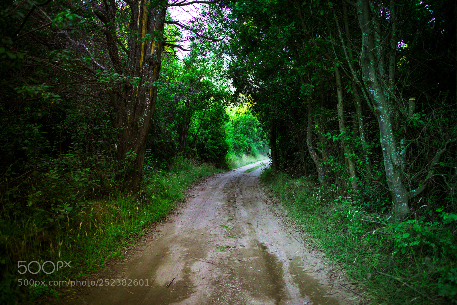 Nikon D810 sample photo. Forest photography