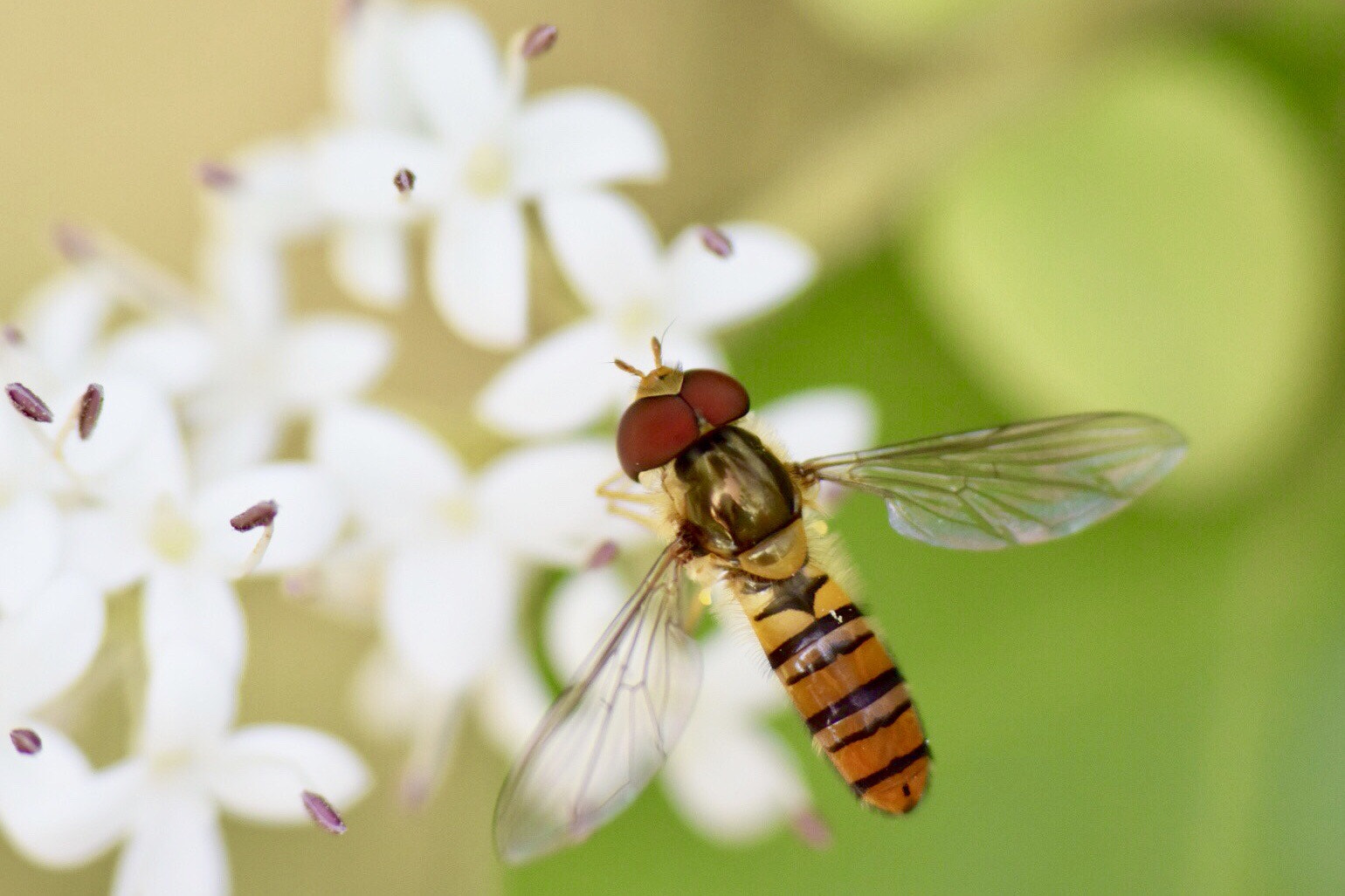 Nikon 1 V3 sample photo. 丁香花與食牙蠅 photography