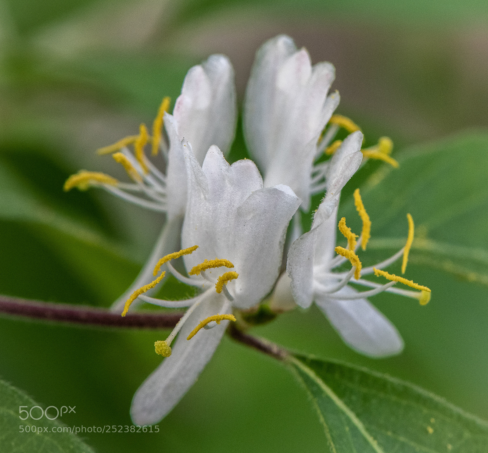 Nikon D850 sample photo. Honeysuckle flower - macro photography