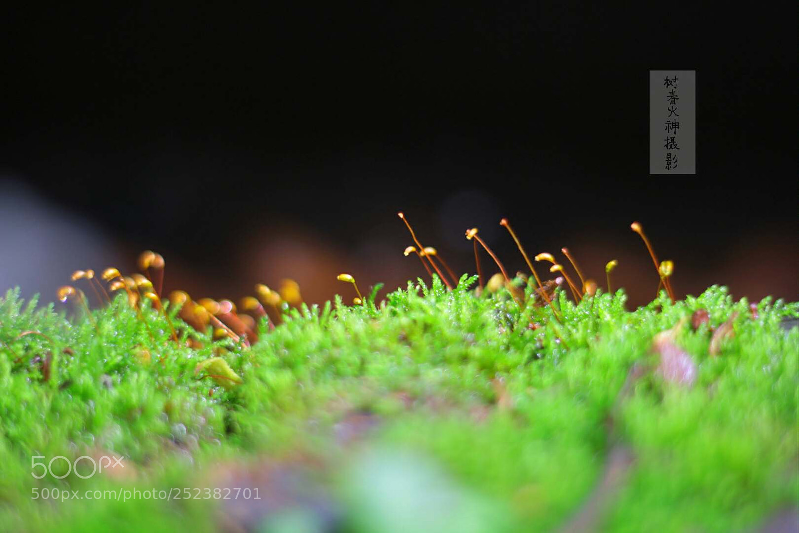 Canon EOS 60D sample photo. 苔藓 photography