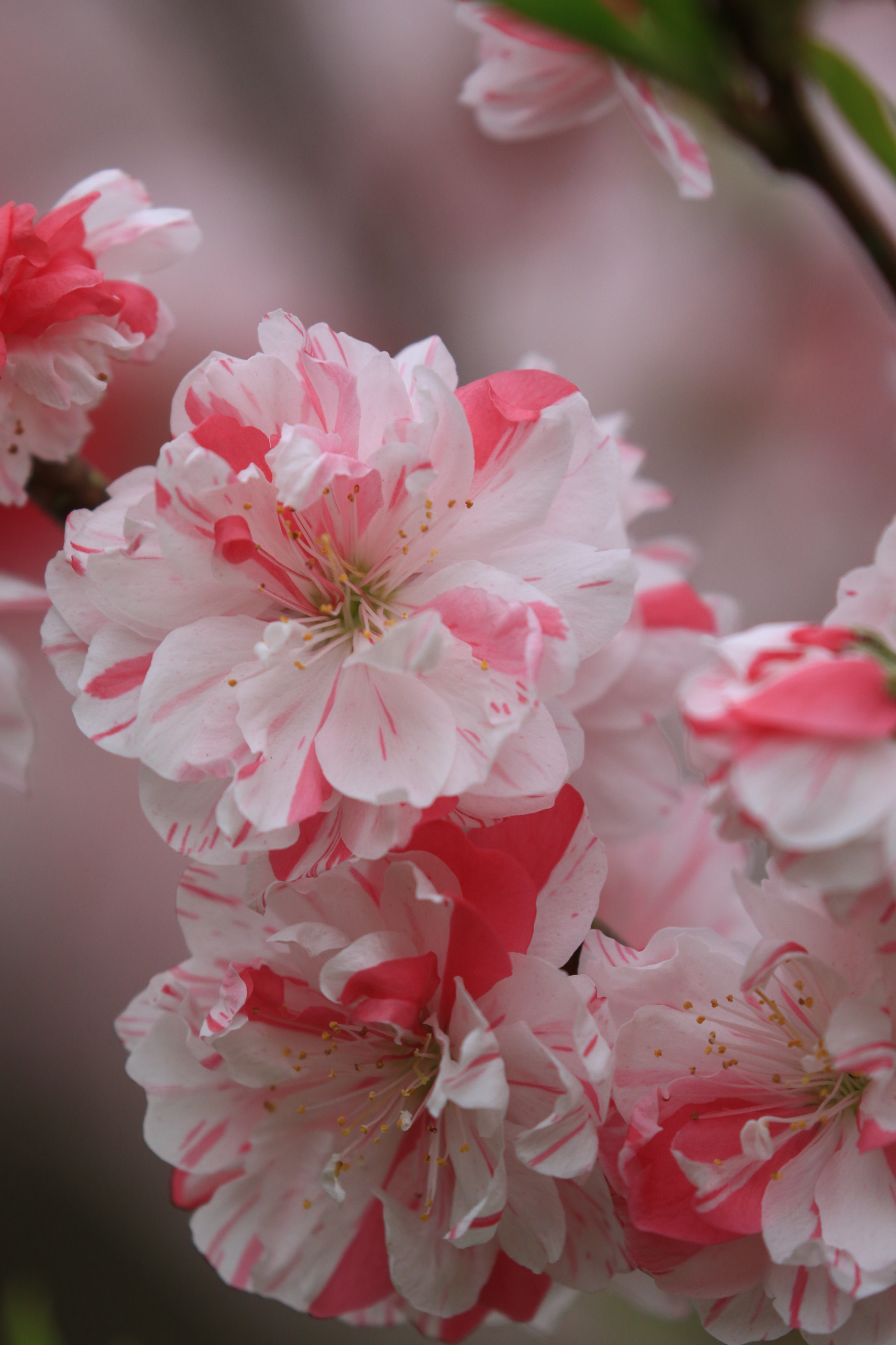 Canon EOS 7D Mark II sample photo. 源平桃  peach flowers photography