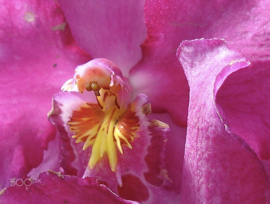 Sony DSC-P200 sample photo. Pink orchid orquídea rosa photography