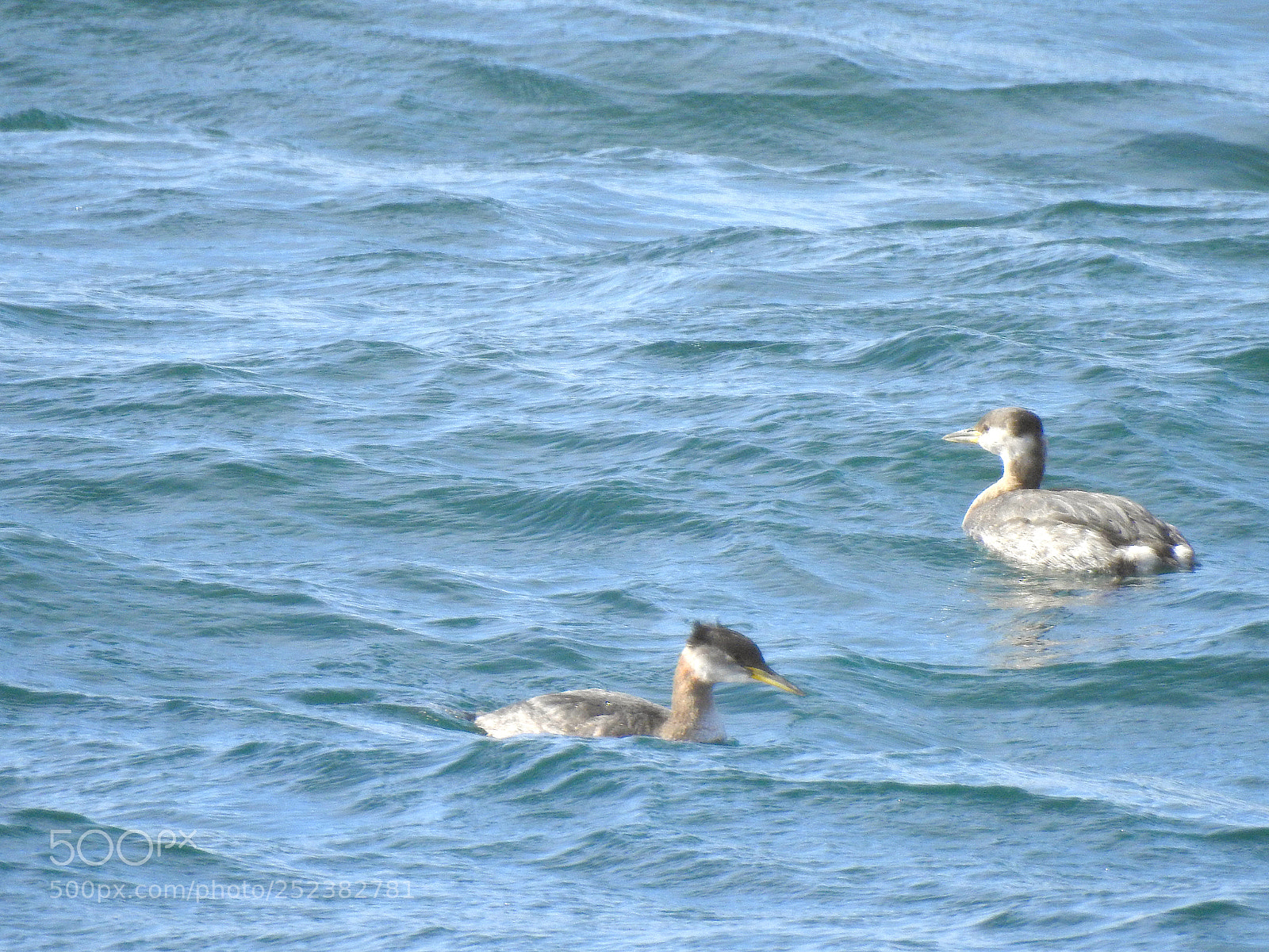 Nikon Coolpix P900 sample photo. Red necked grebe photography