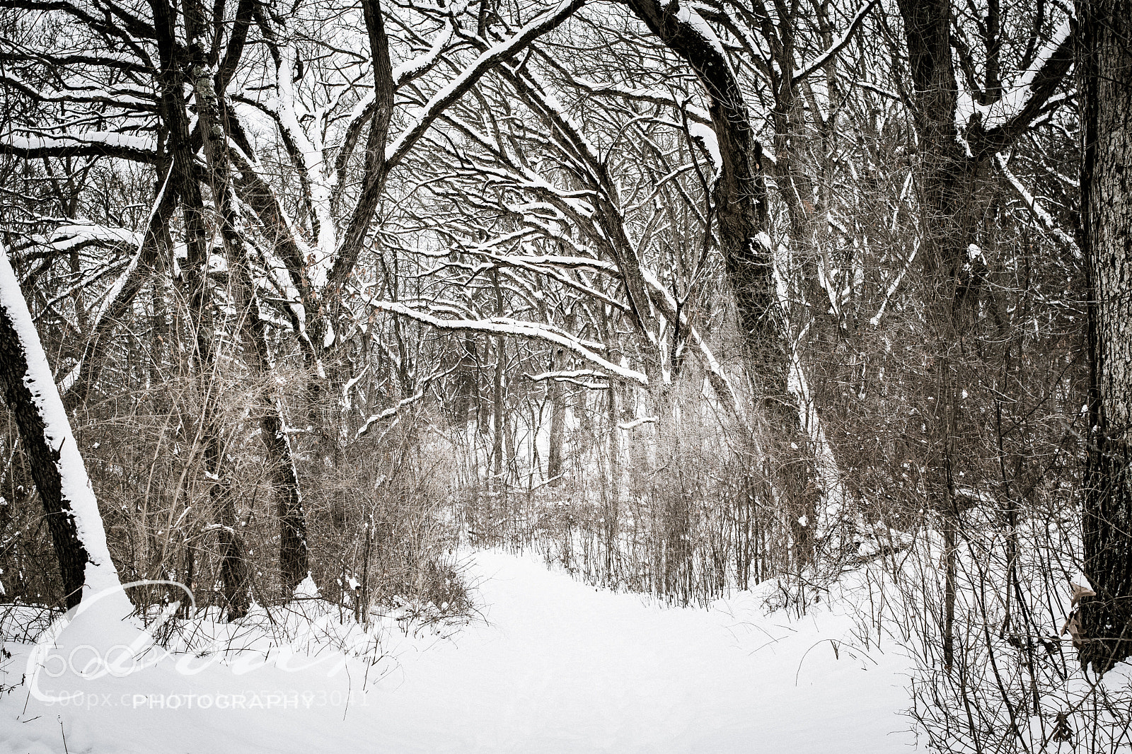 Nikon D7500 sample photo. Winter path photography