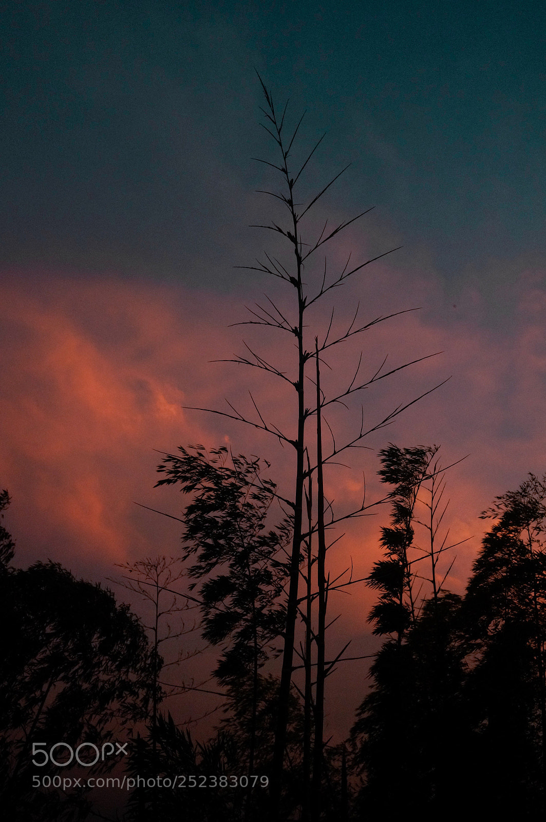 Sony Alpha NEX-6 sample photo. Untitled photography