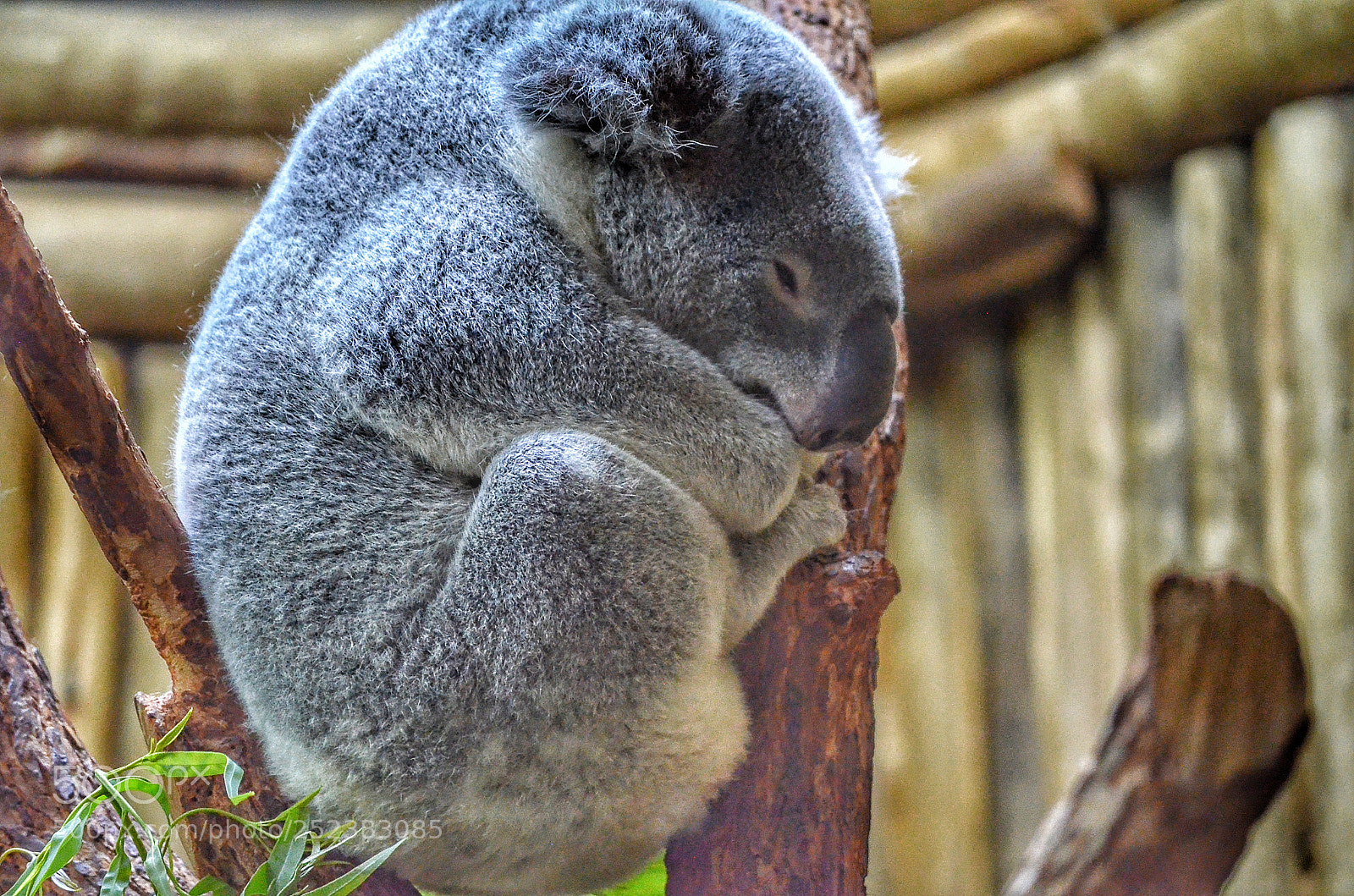 Nikon D5100 sample photo. Hanging in there photography