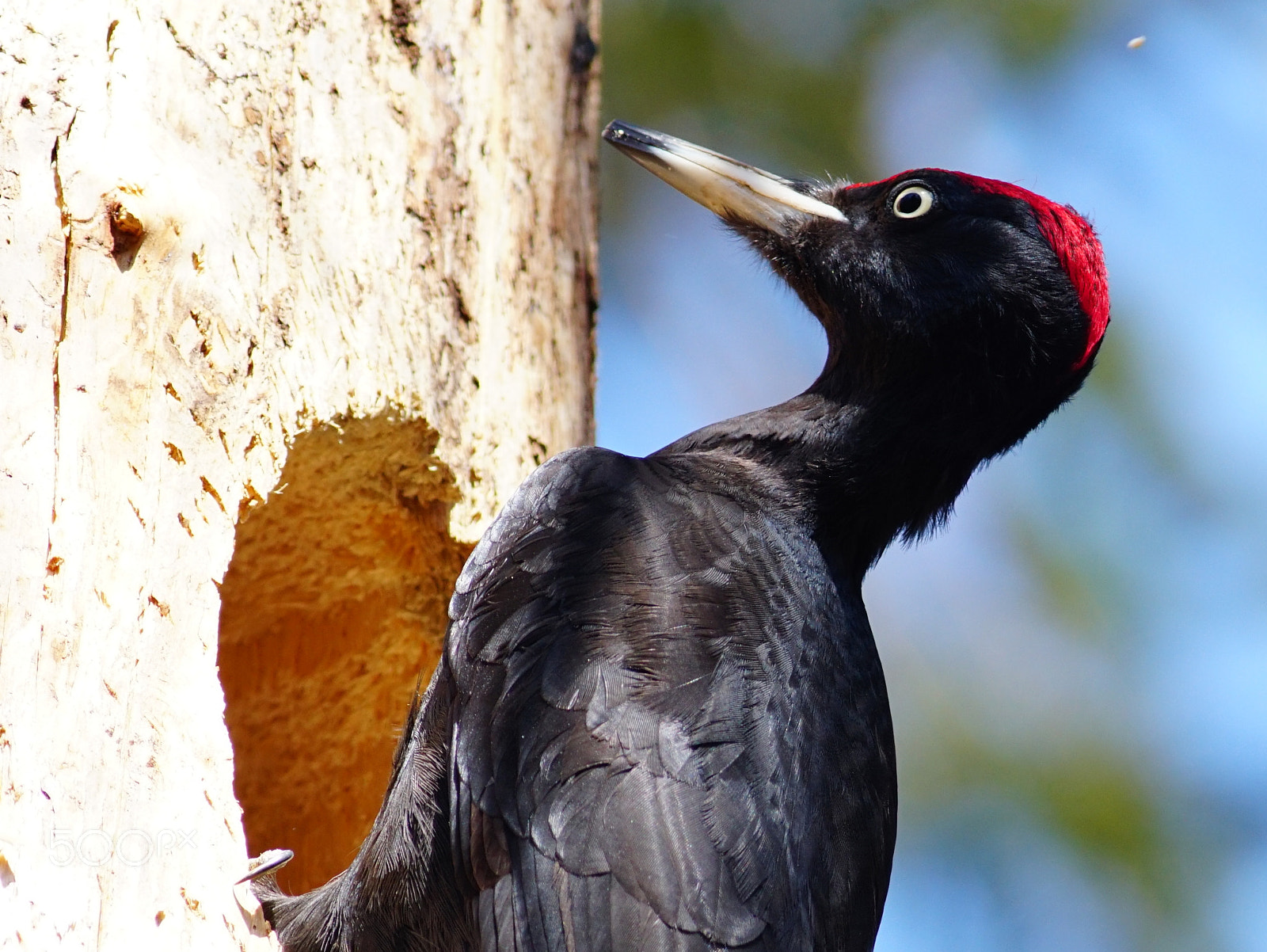 Canon EF 400mm F5.6L USM sample photo. Nesting photography