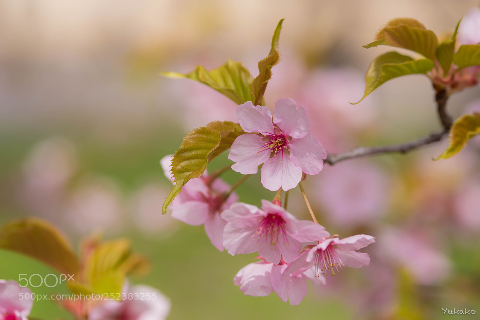 Nikon D750 sample photo. Cherry blossom photography