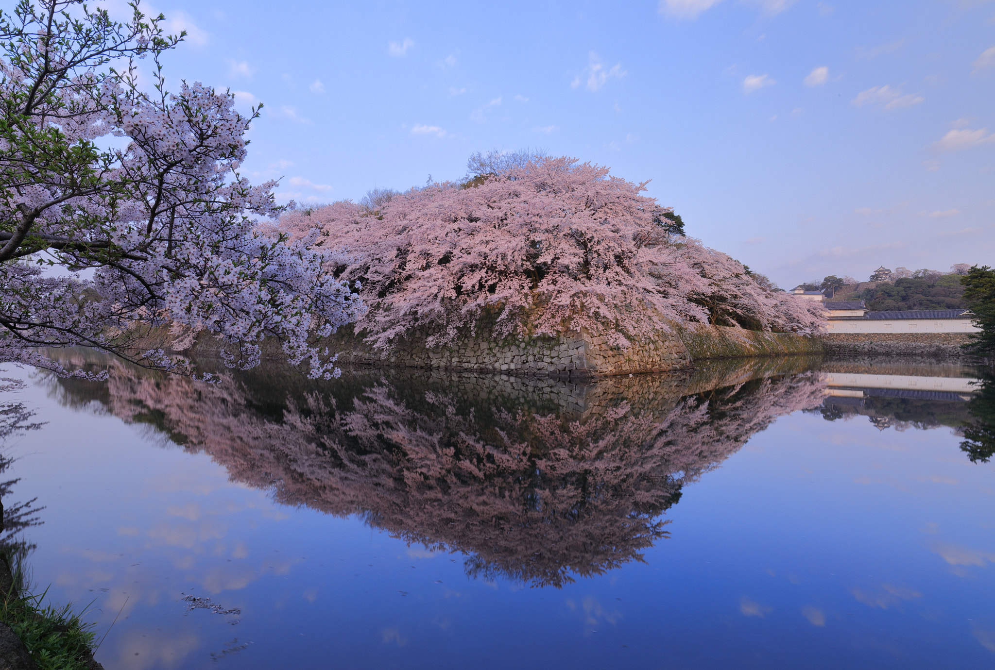 Canon EF 16-35mm F4L IS USM sample photo. Sakura photography