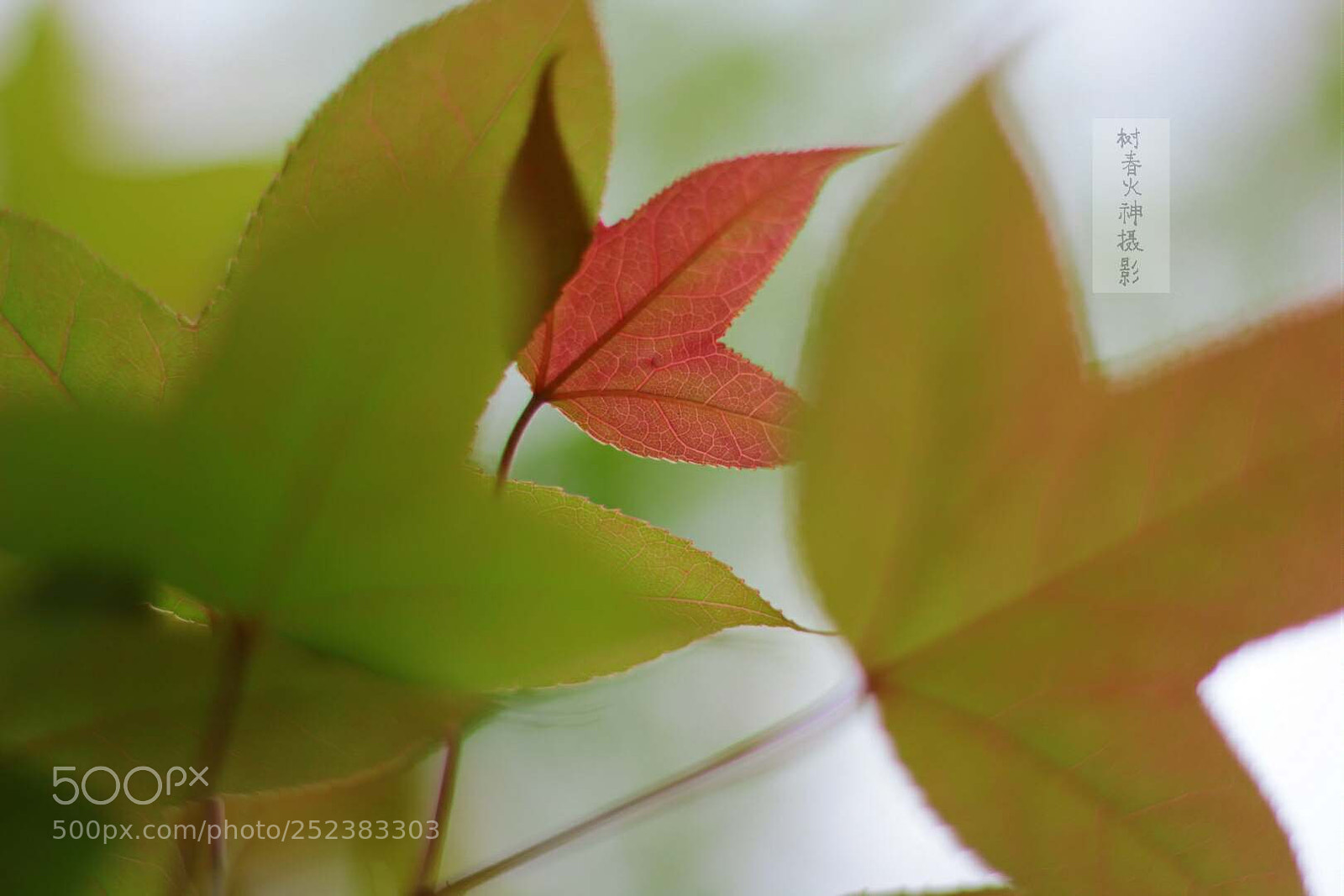 Canon EOS 60D sample photo. 叶子 photography
