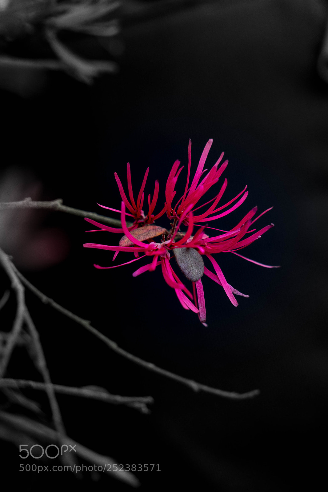 Sony a7 sample photo. 红花檵木 photography