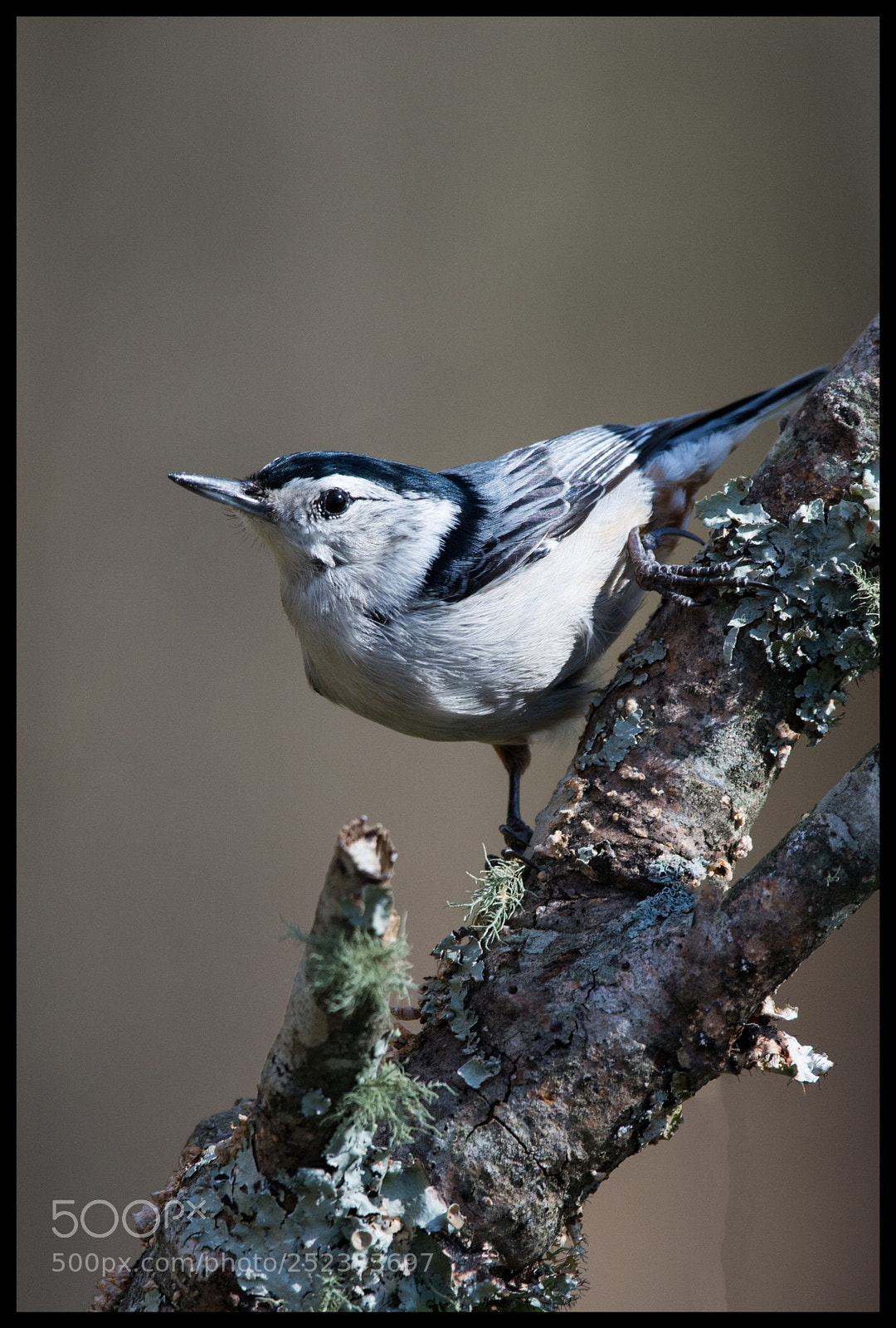Nikon D7100 sample photo. White breasted nuthatch photography